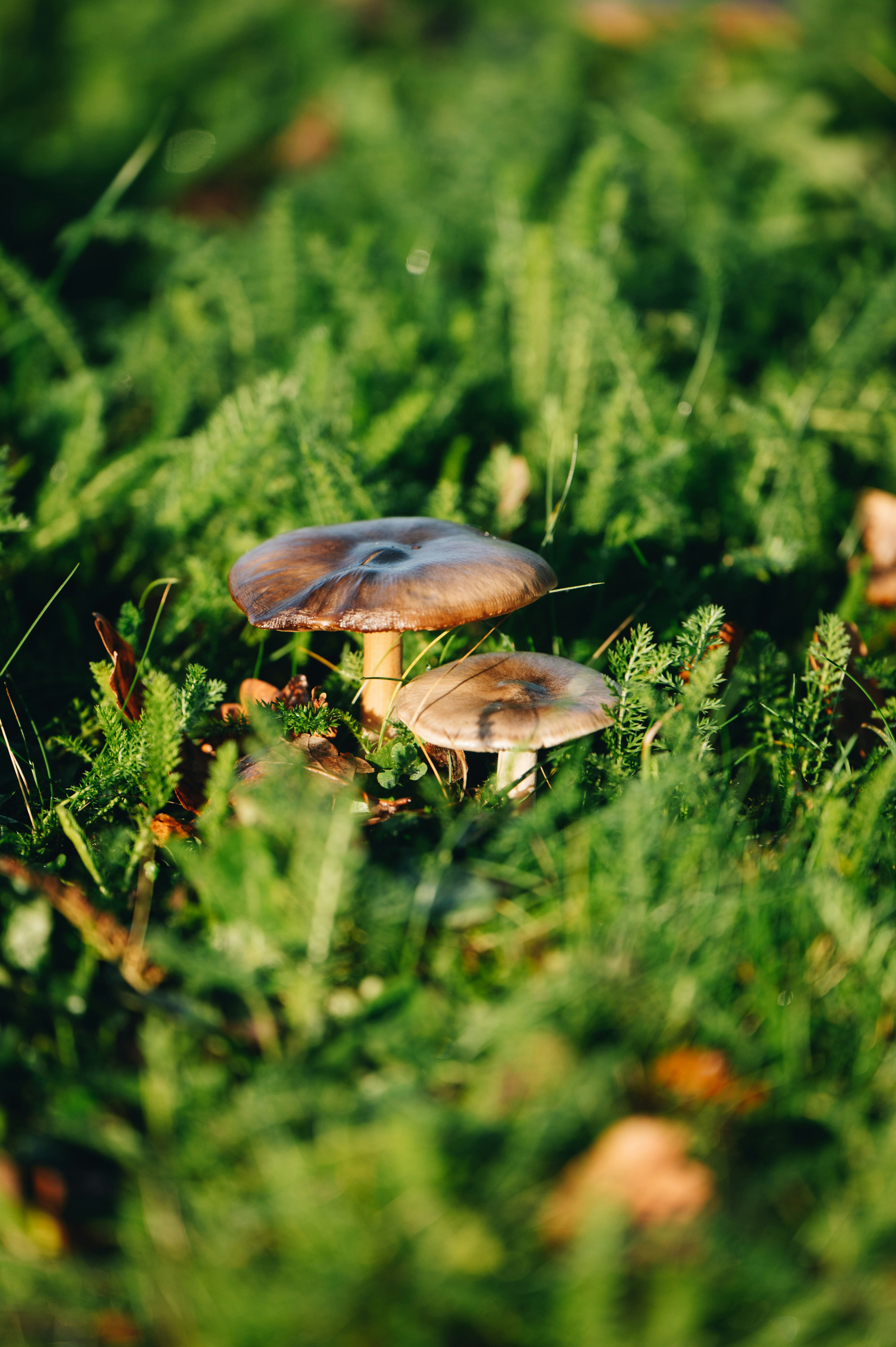 Zwei Pilze, die in grünem Gras wachsen