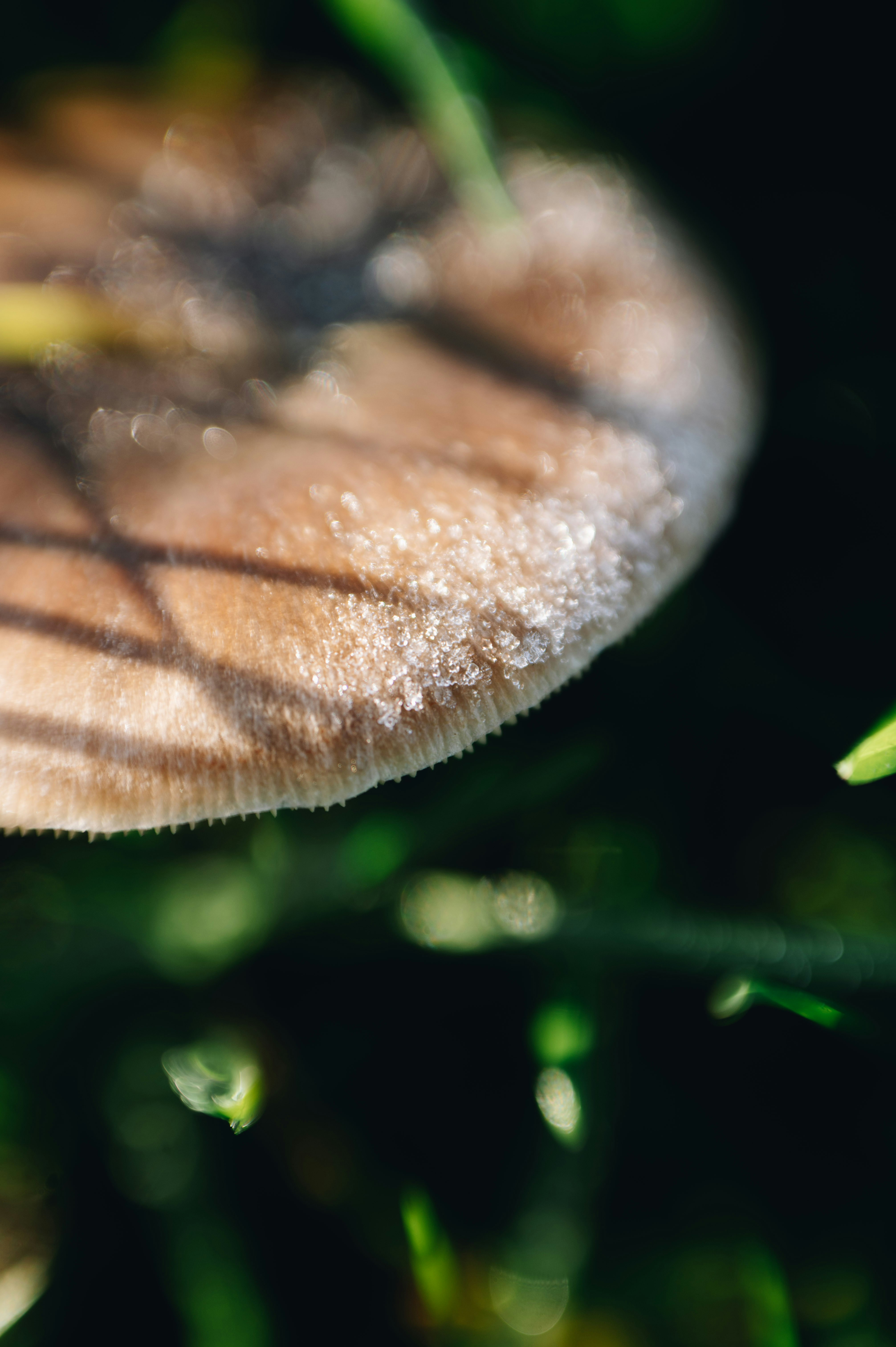 Nahaufnahme einer Pilzkappe mit Tautropfen