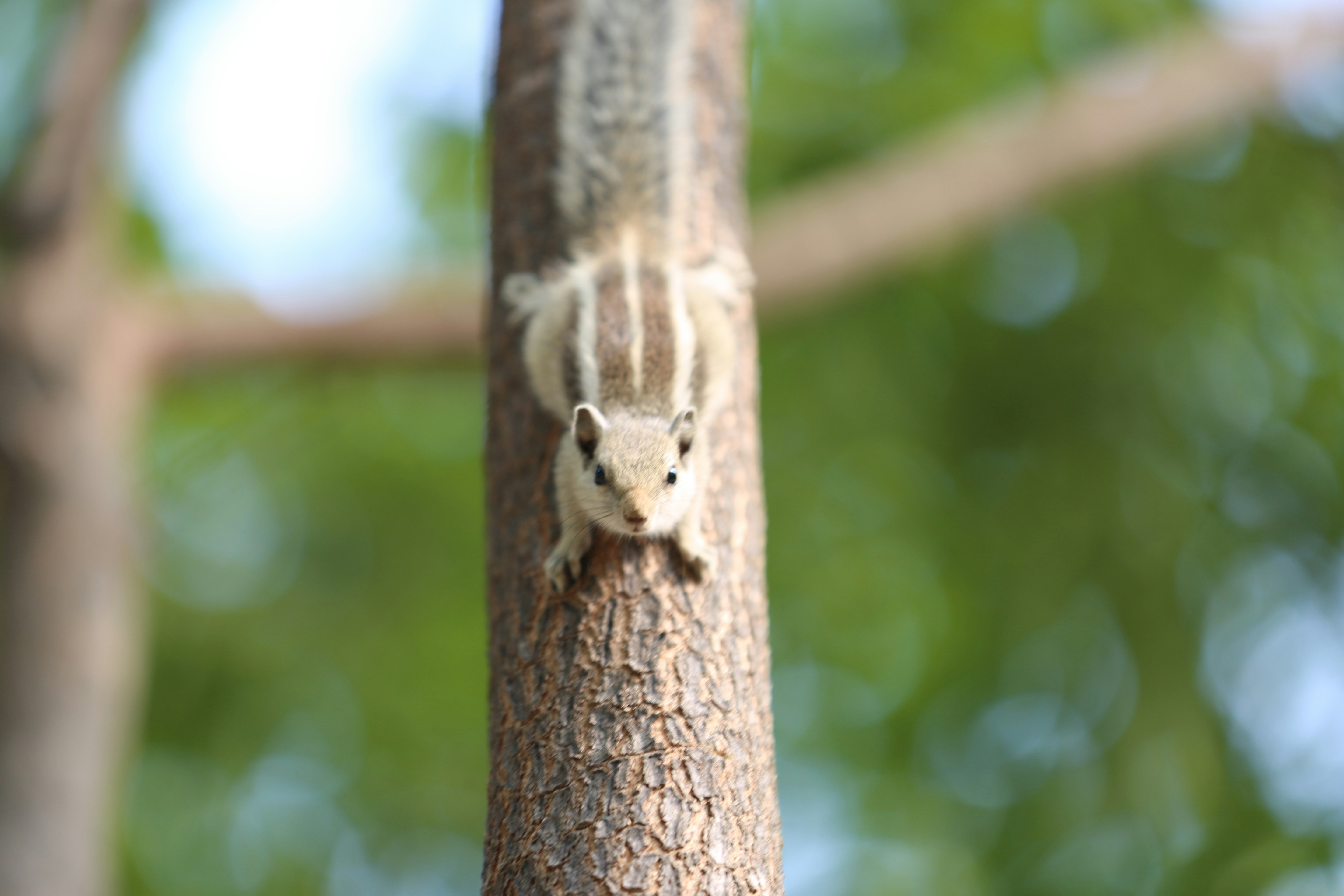 Photo by arjunbaroi365