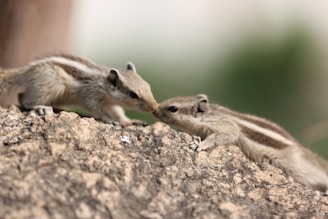 Two squirrels touching noses on a rock