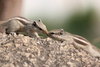 Two squirrels touching noses on a rock