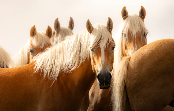 A group of horses with blonde manes stand together.