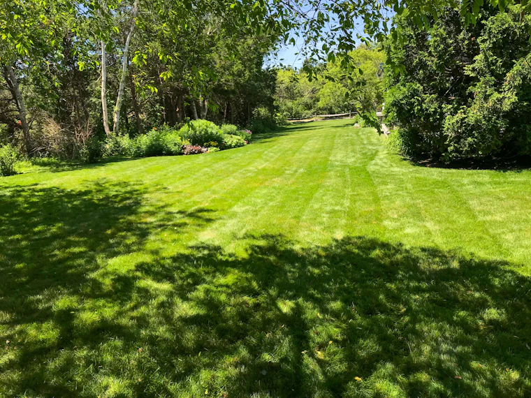 Healthy, freshly mowed green lawn framed by trees