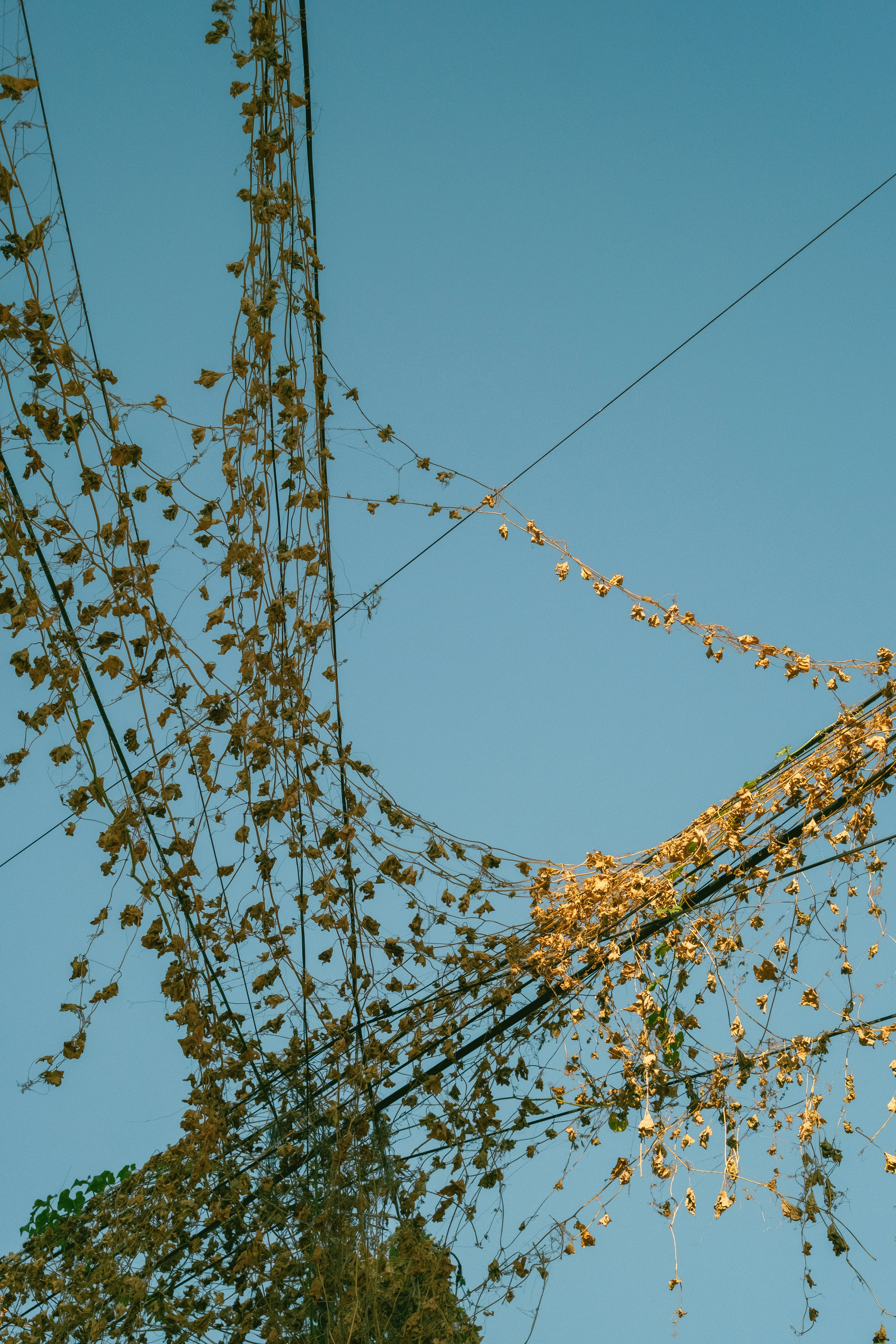 Enredaderas con pequeñas luces creciendo sobre cables.
