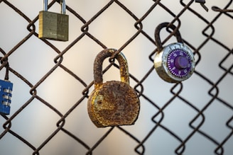 Several padlocks hang on a chain-link fence.