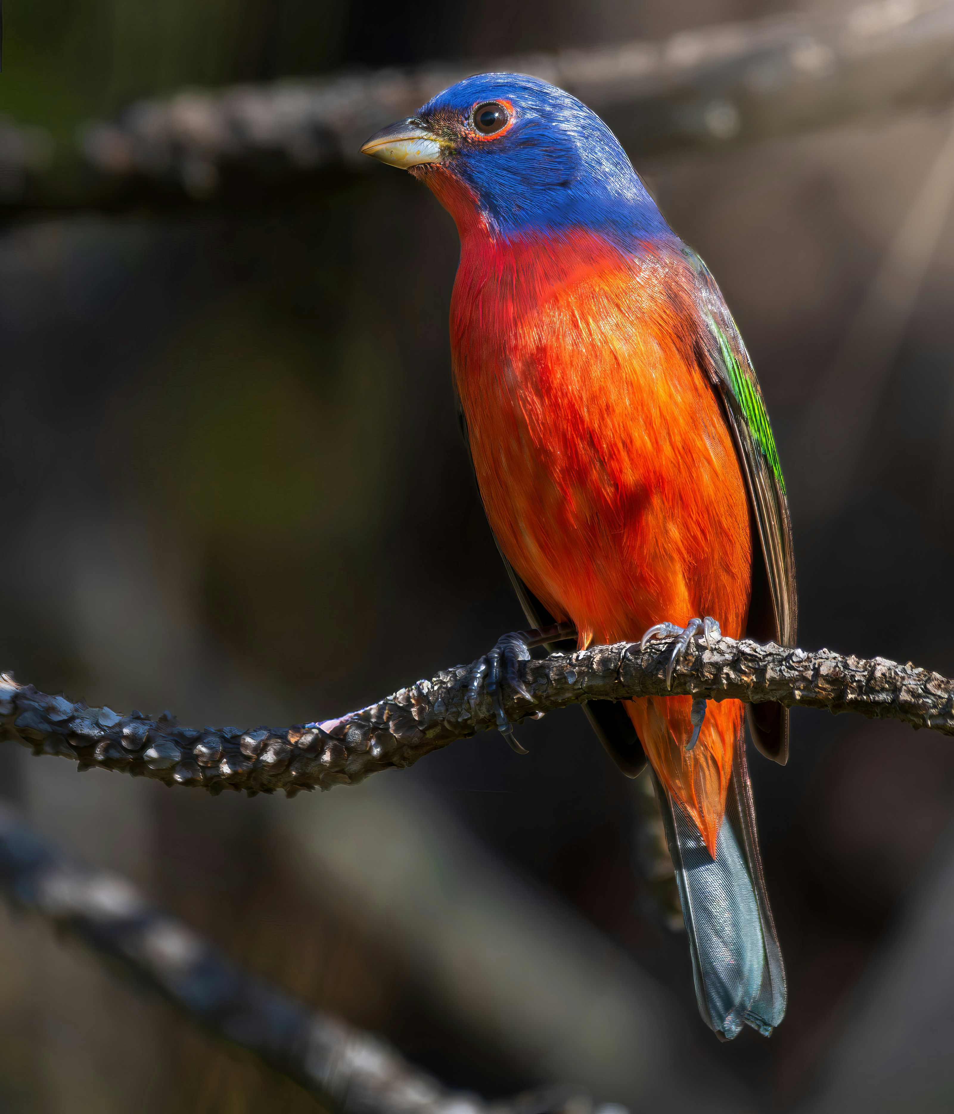 A colorful painted bunting bird perched on a branch.