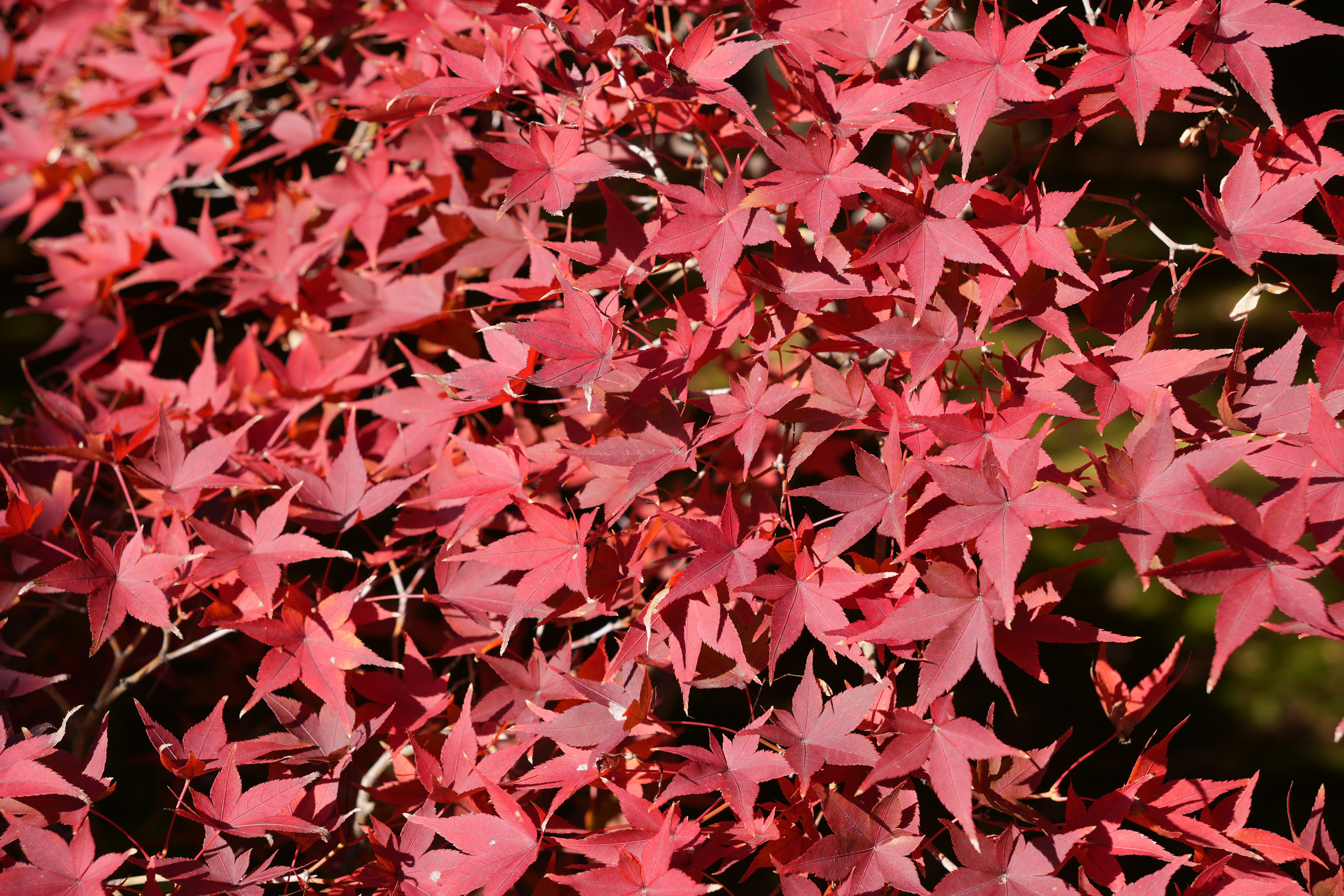 Photo by dm8ryphotos