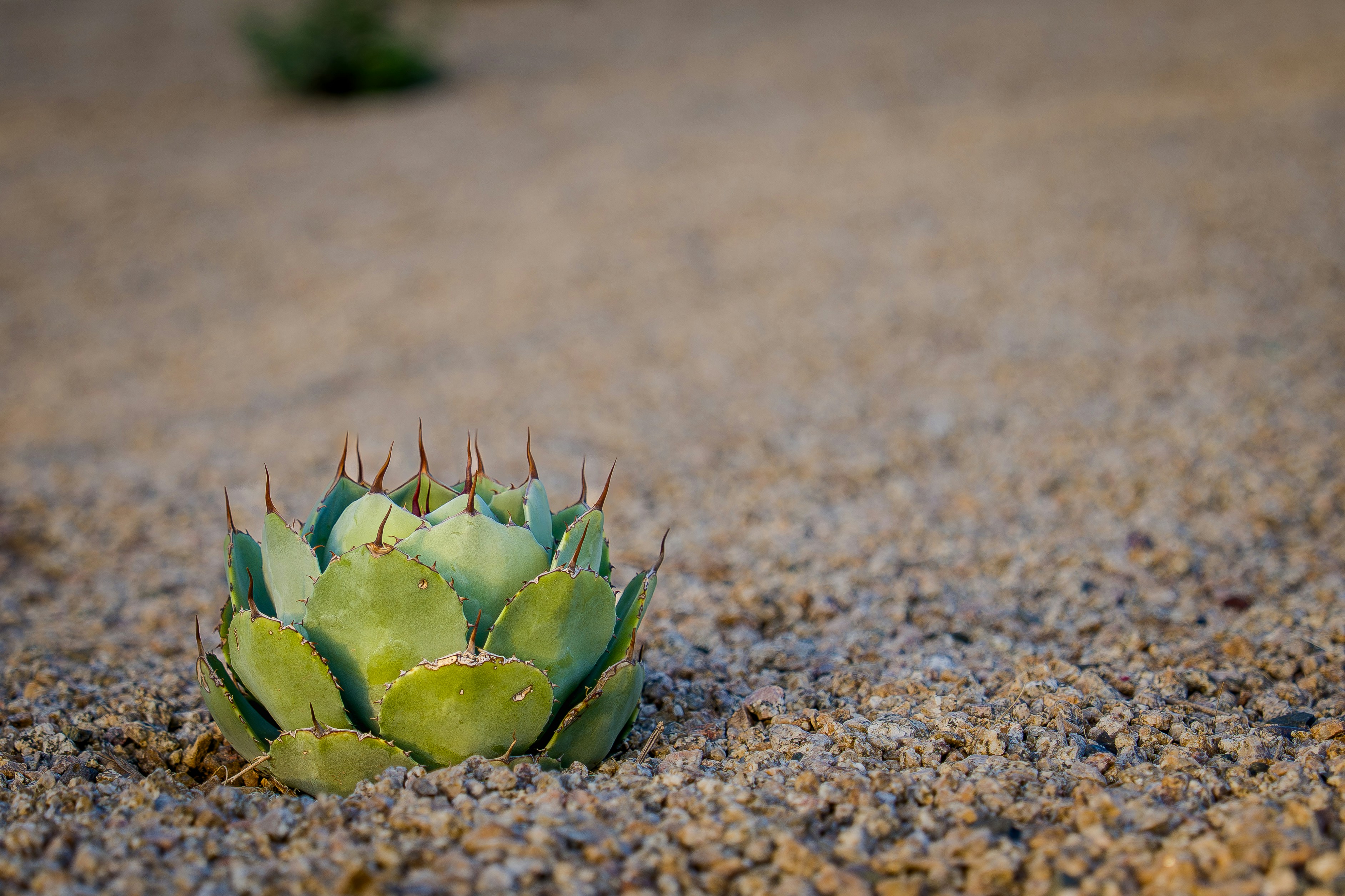 Scottsdale – Geography & Spatial Structure