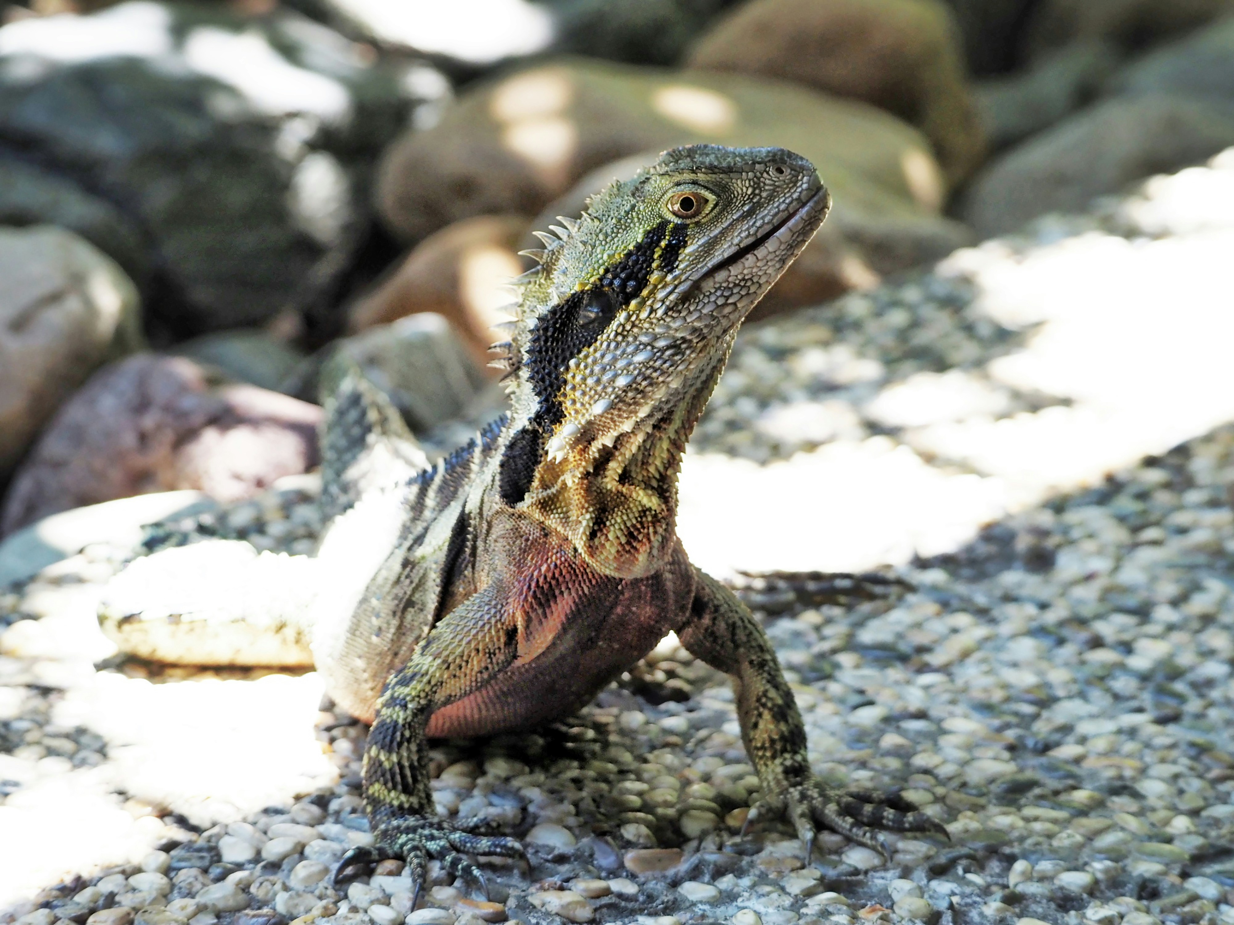 Una lucertola si erge su una superficie rocciosa.