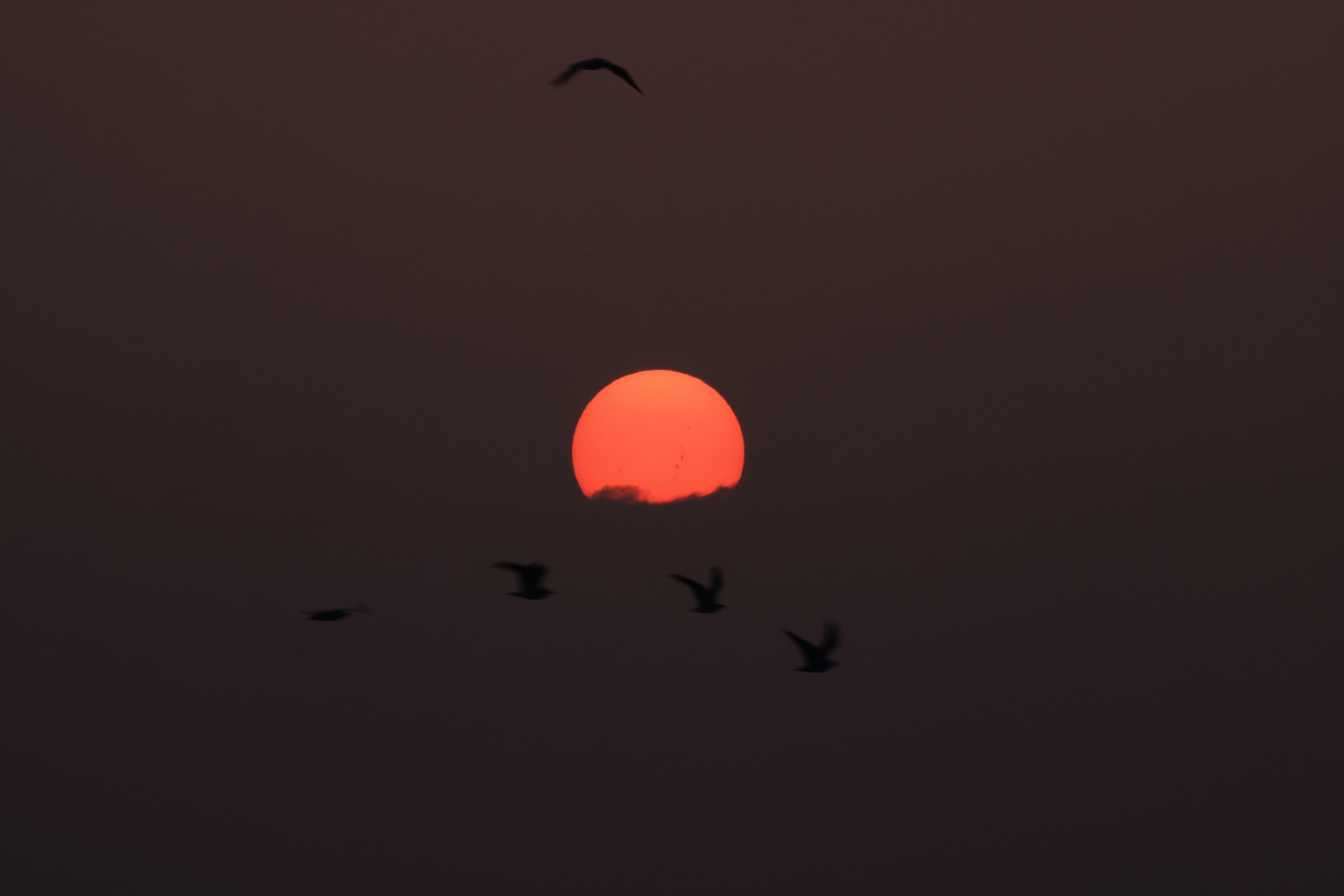 Sunset with silhouette birds flying