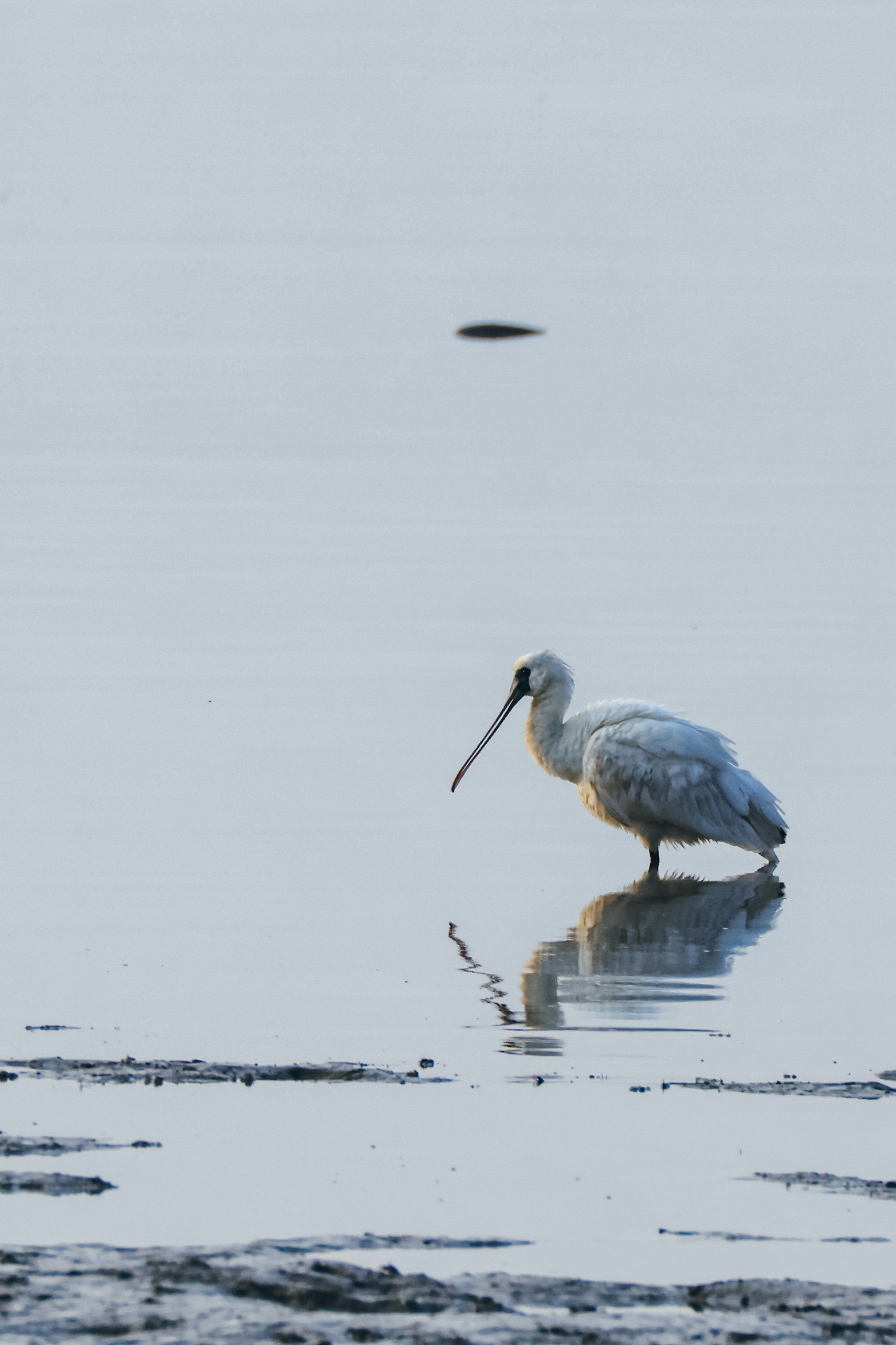 A white spoonbill bird stands in shallow water.