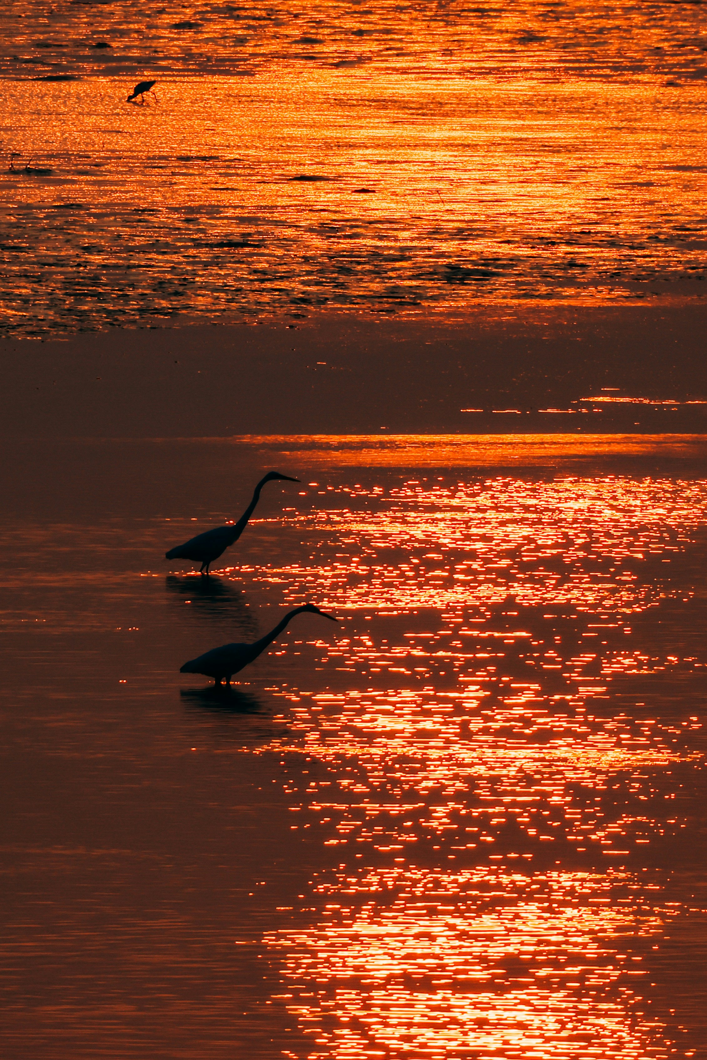 Two egrets wading in water at sunset