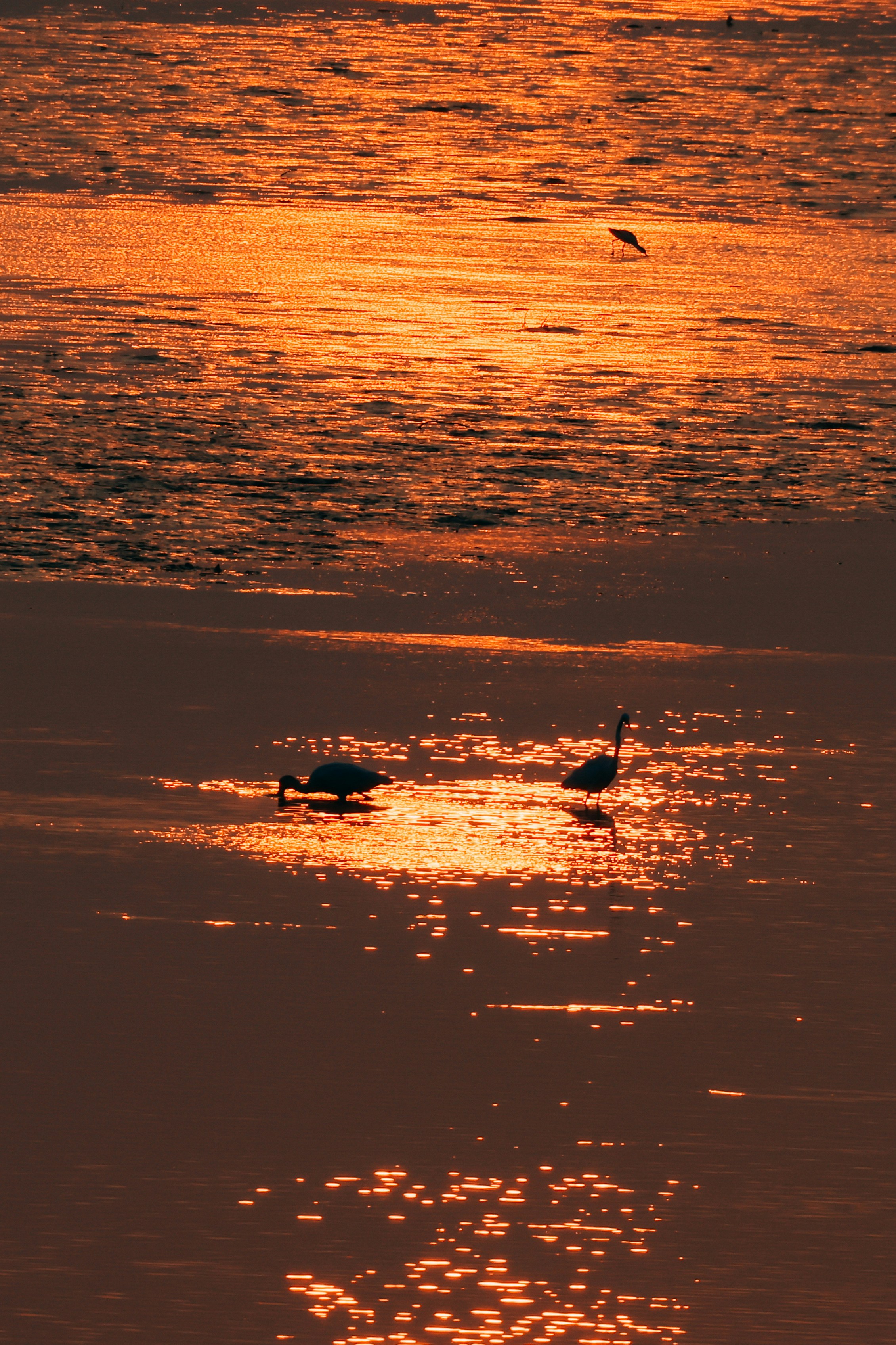 Silhouettes of birds foraging in shimmering water at sunset