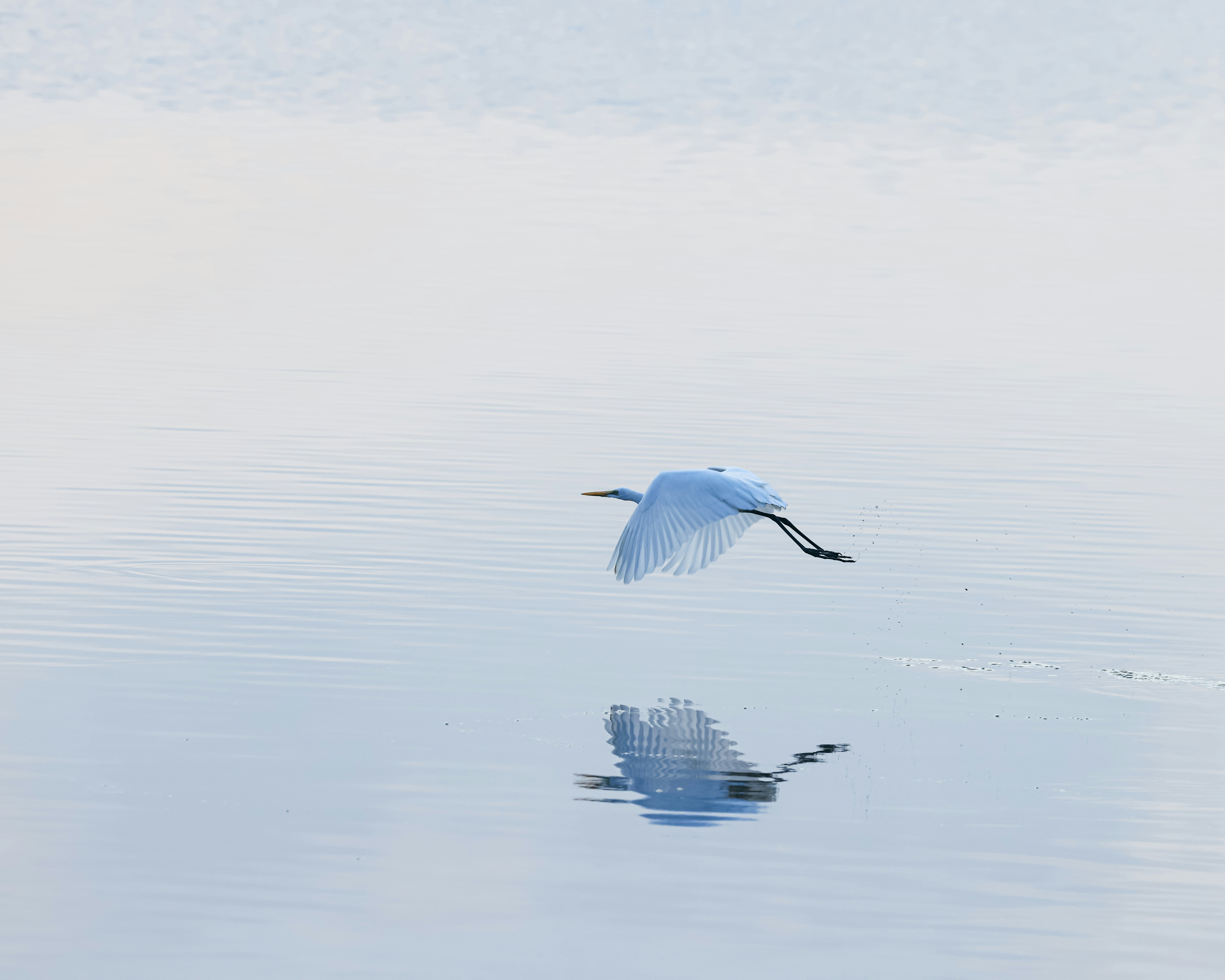 A white egret flies over calm water with reflection.