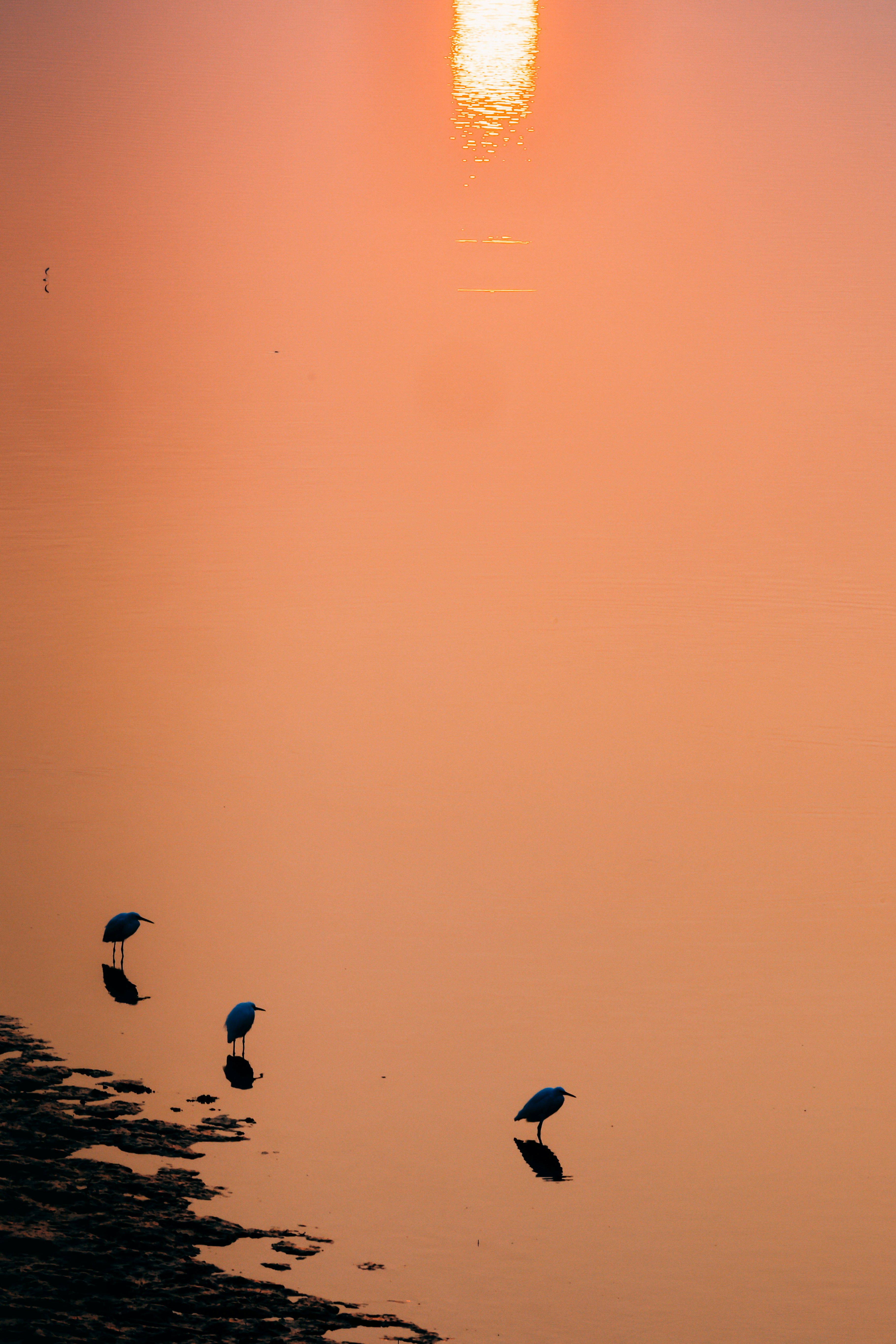 Three egrets stand on a rocky shore at sunset.