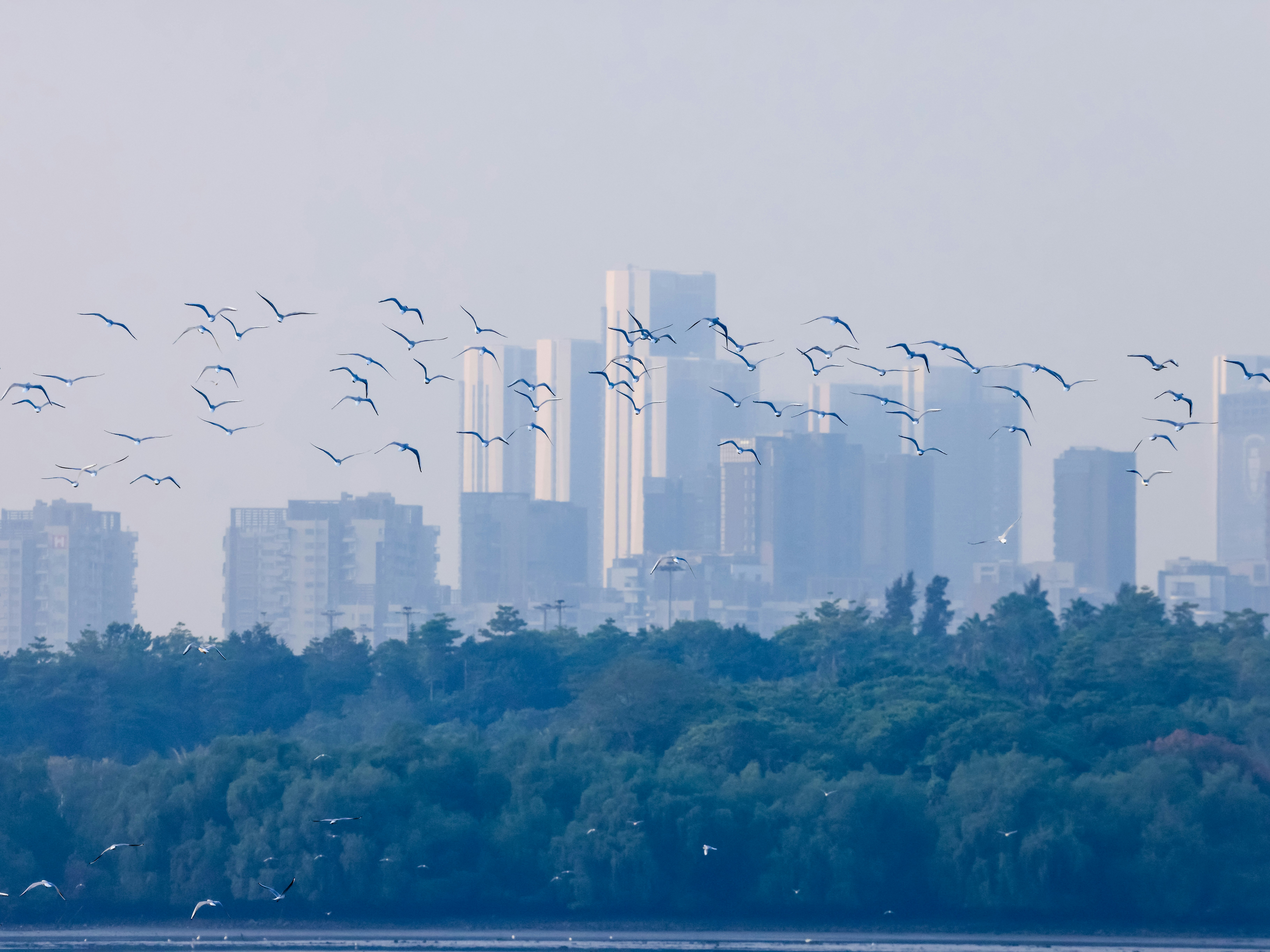 Flock of birds flying over trees with city skyline.
