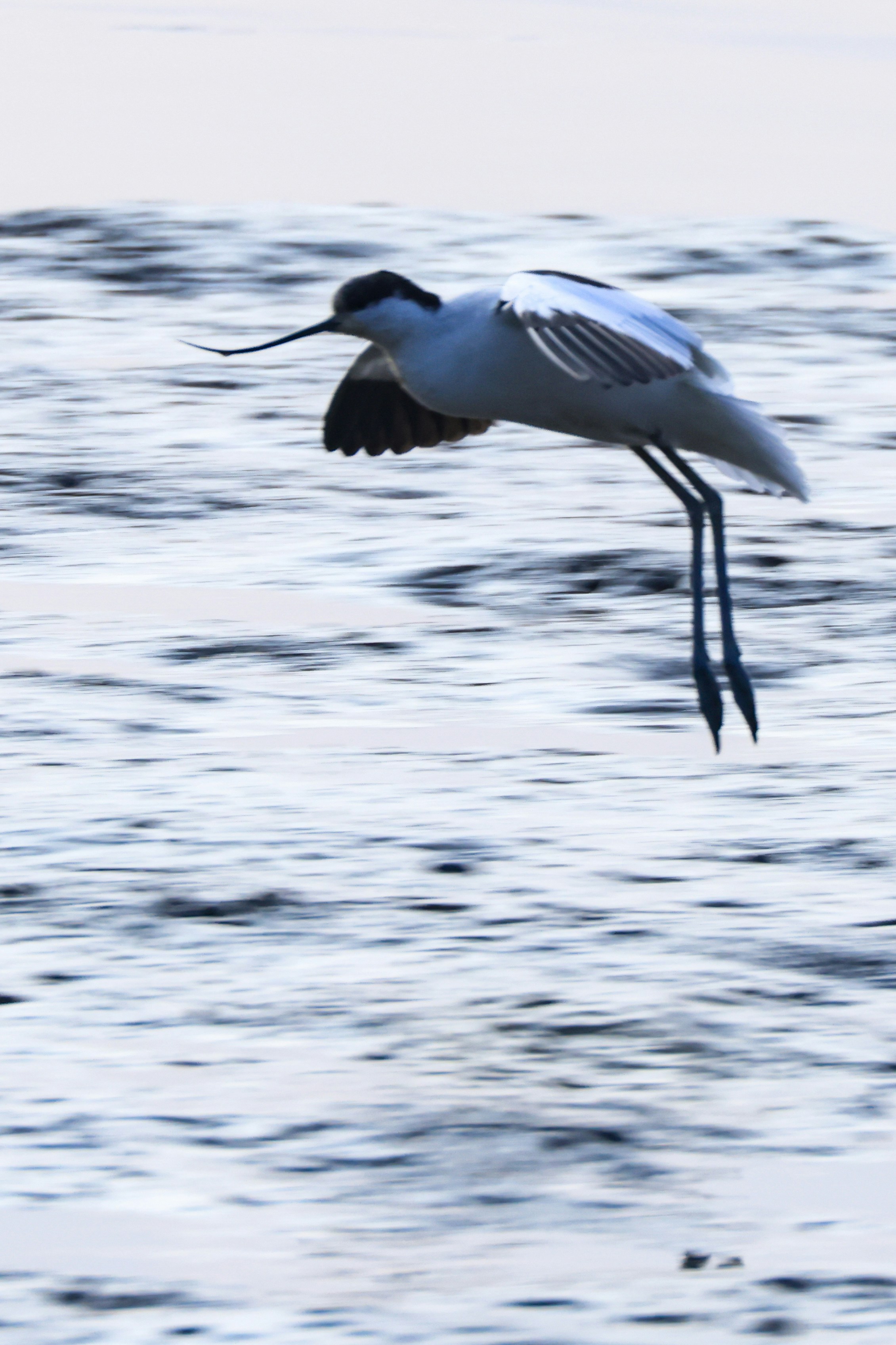A bird with long legs flies over water