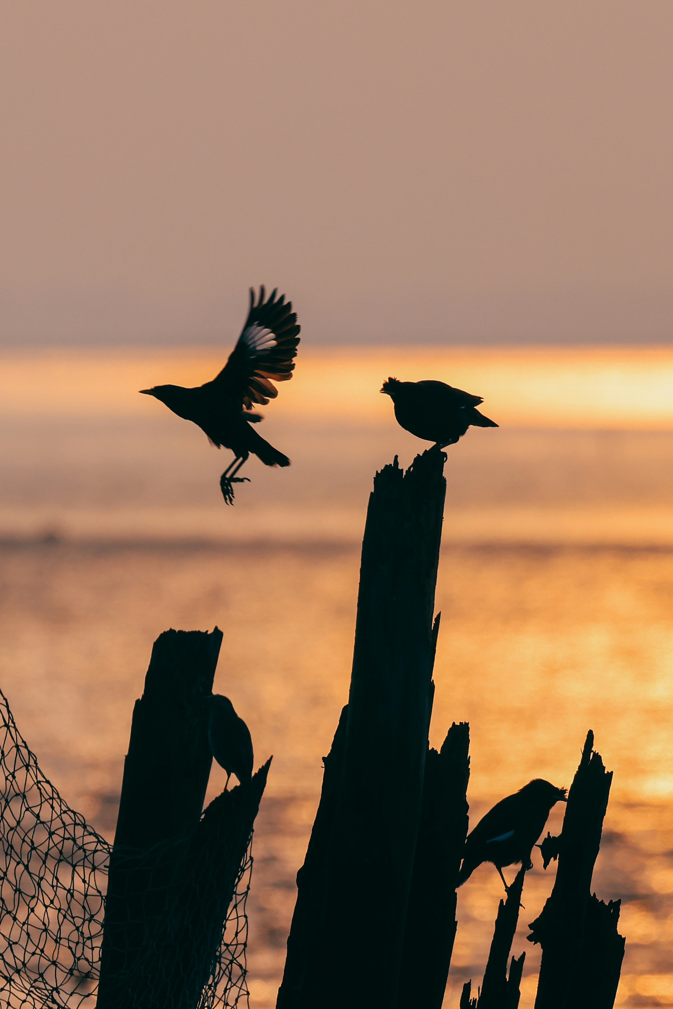 Silhouetted birds perch on weathered wood at sunset.