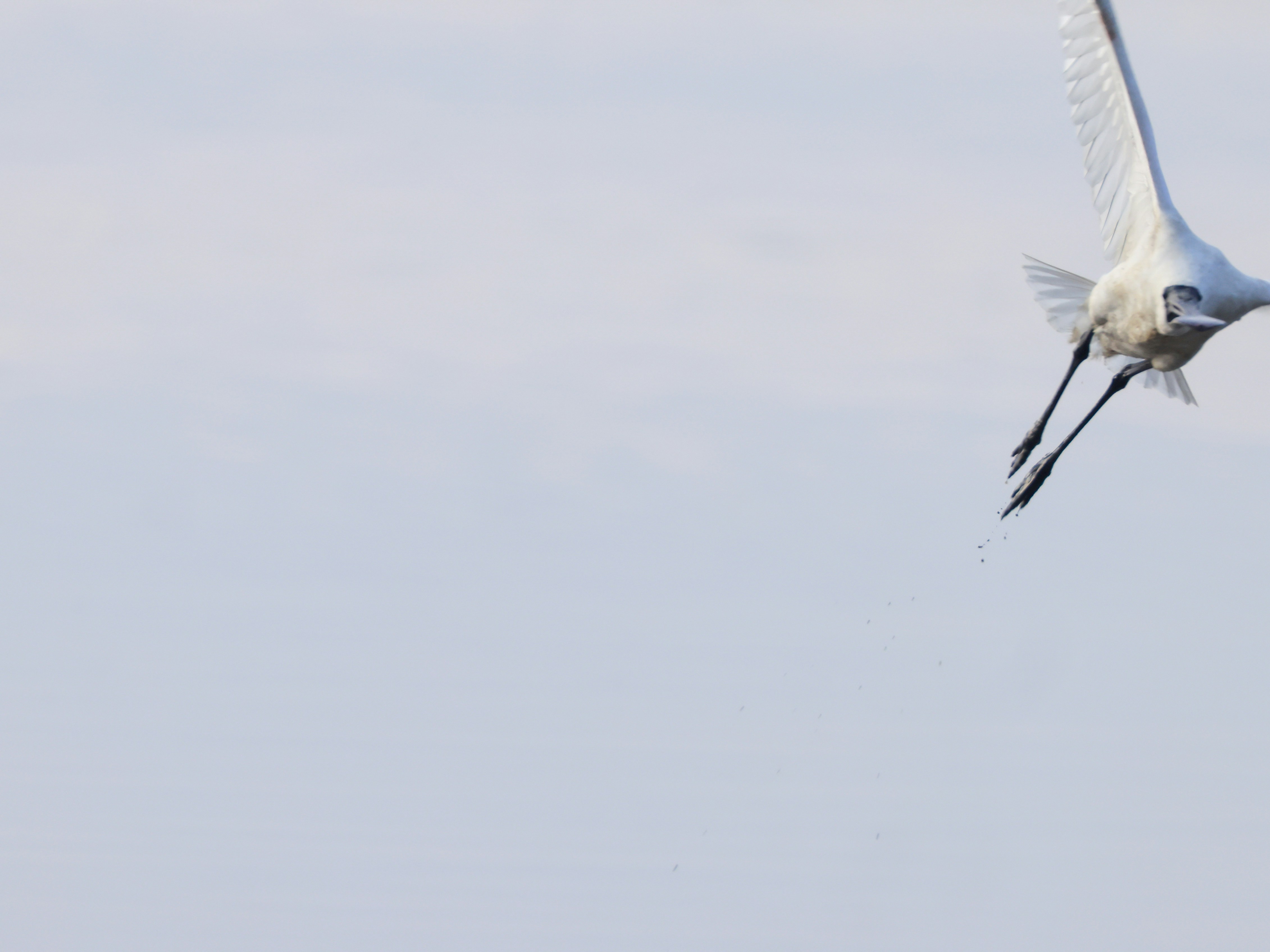 A white bird with long legs flying
