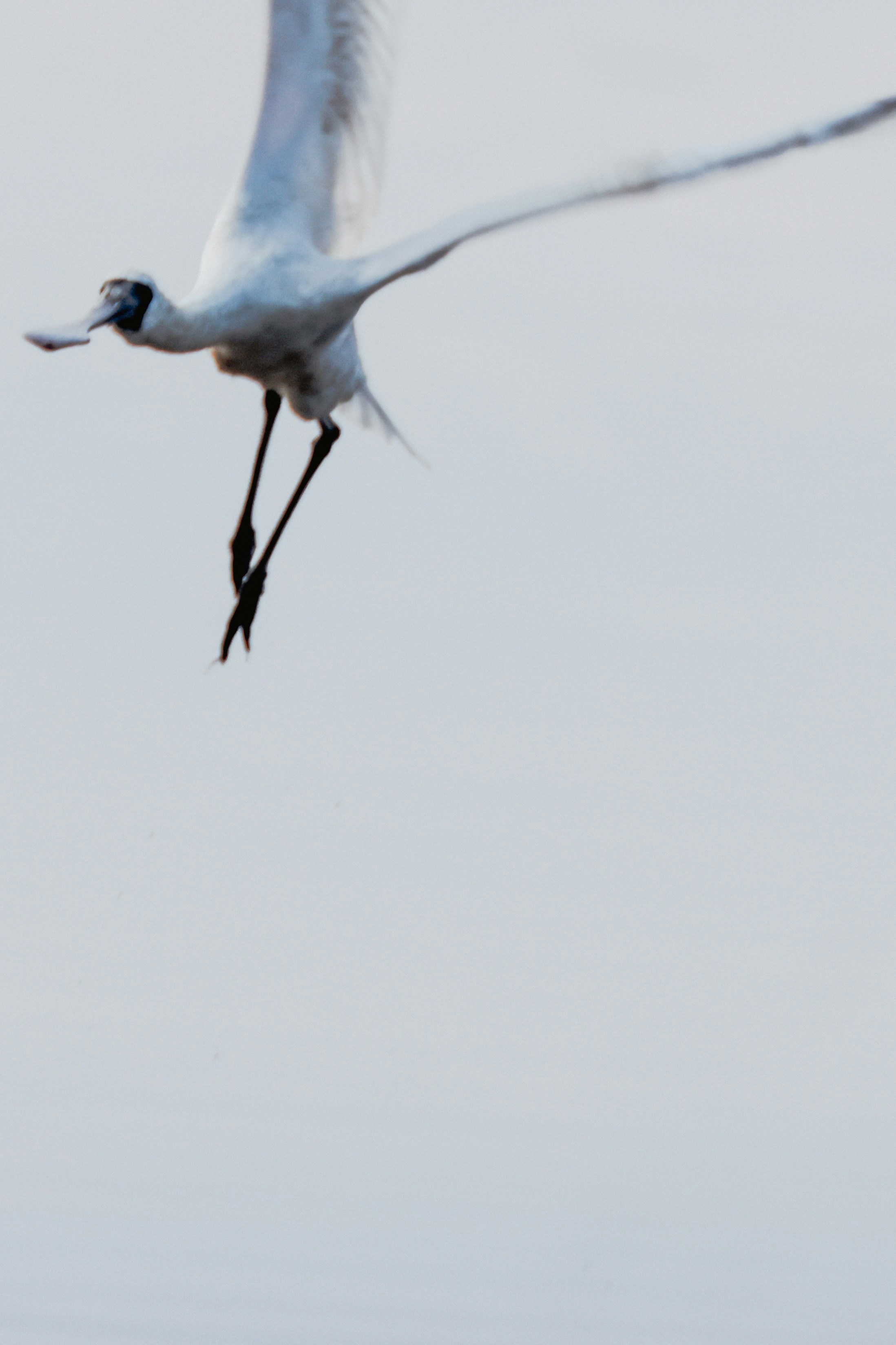 A white bird with a spoon-shaped beak flying.