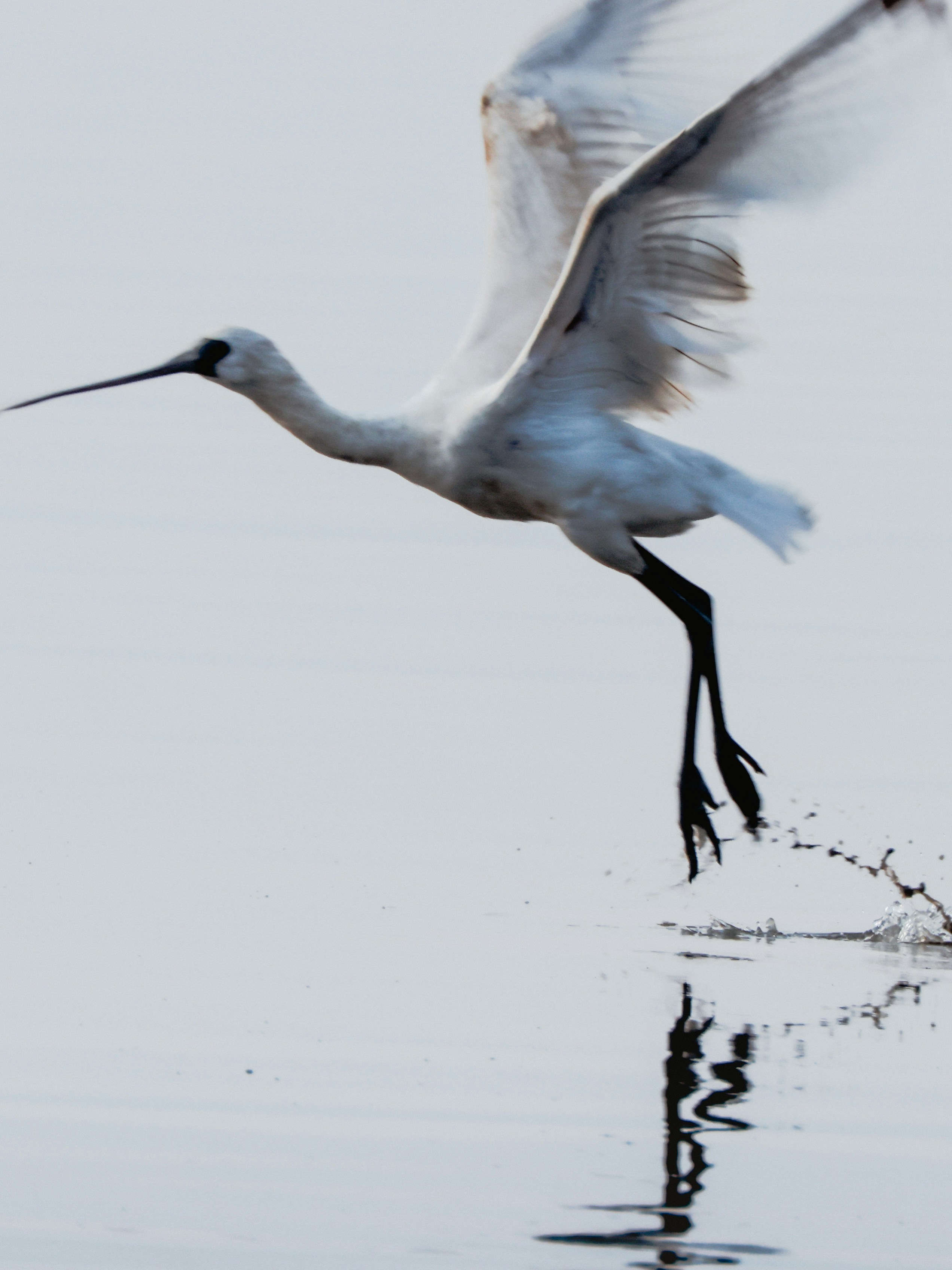 A white bird with a long beak takes flight