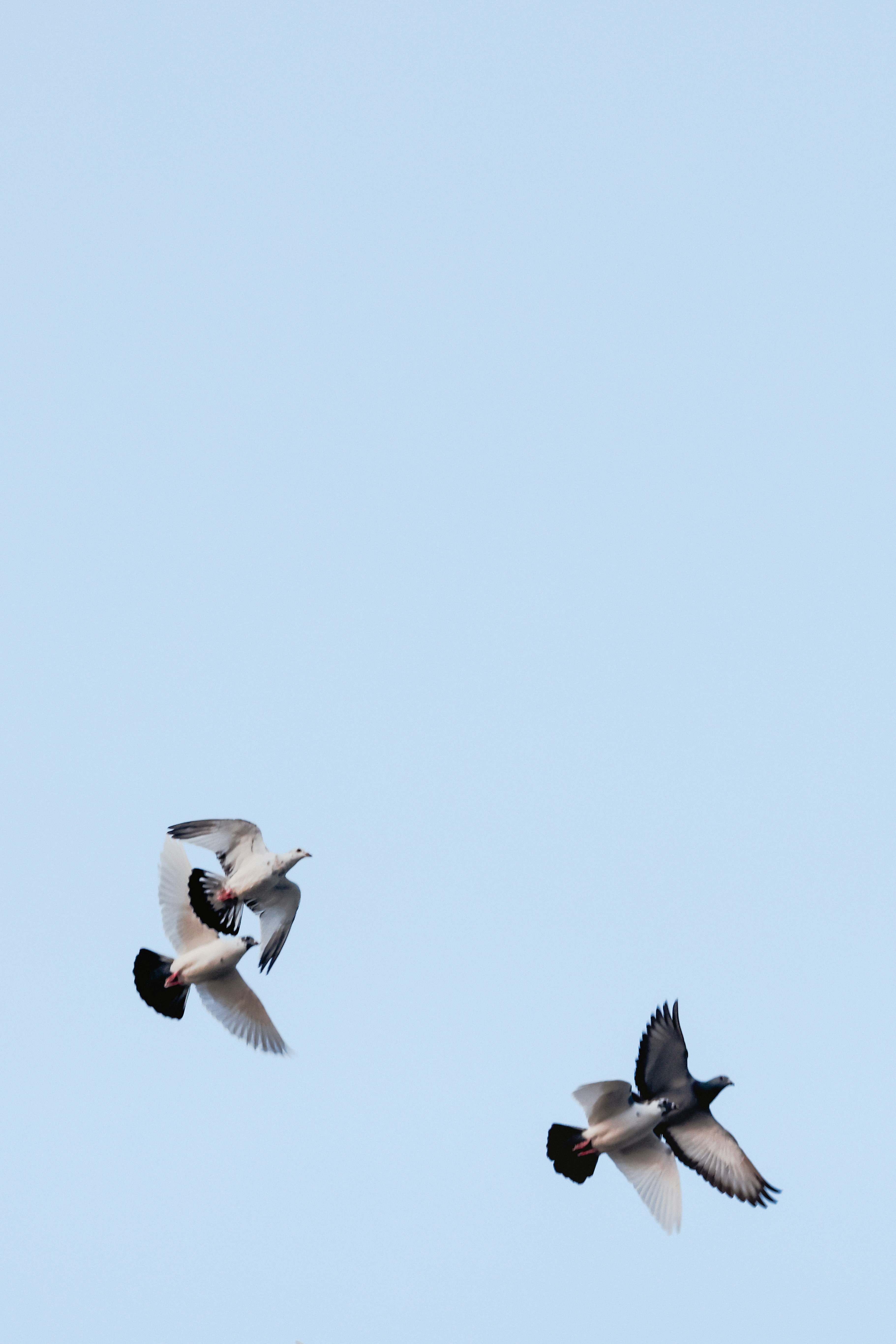 Three pigeons flying in a clear blue sky.
