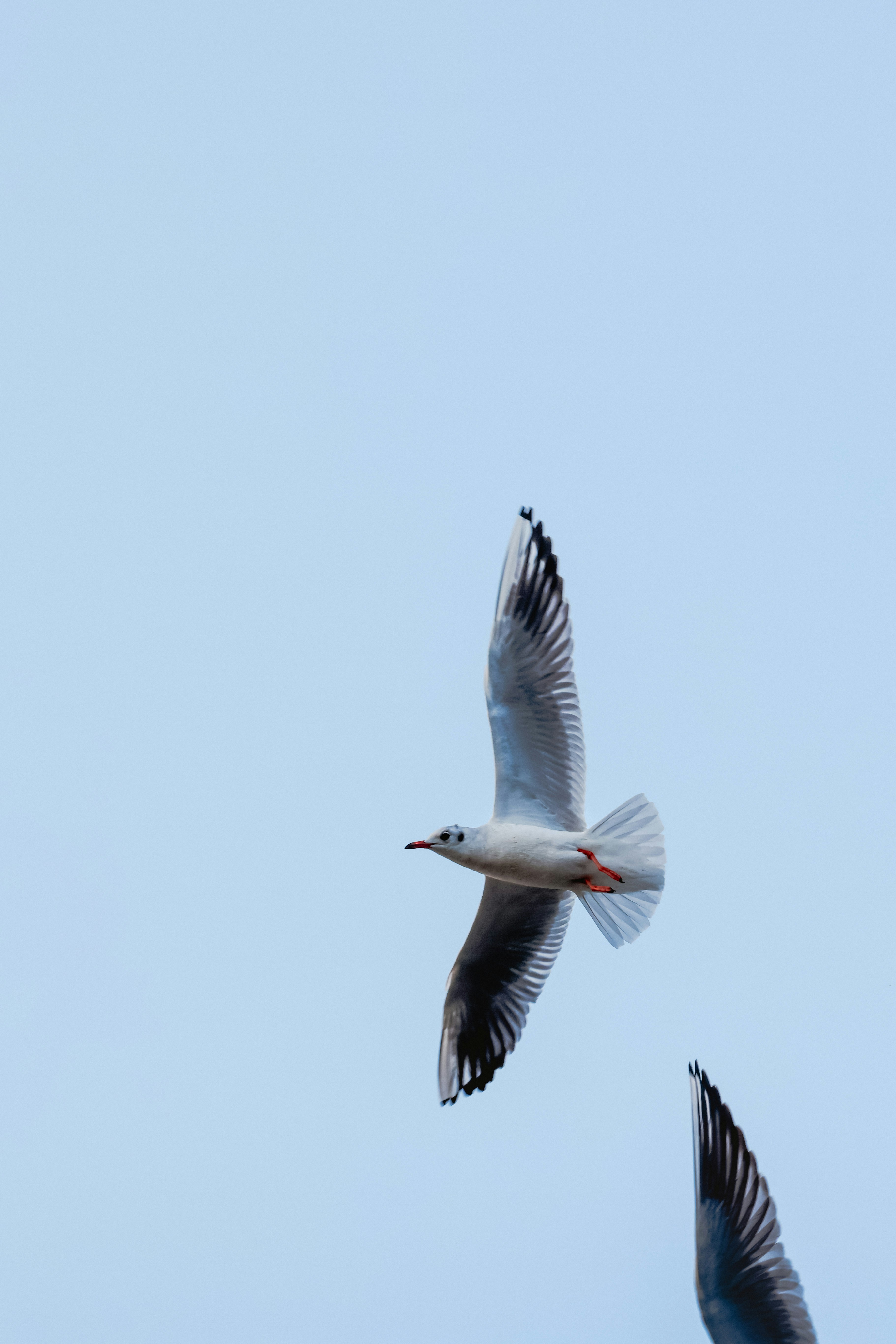 Two seagulls flying against a clear blue sky.