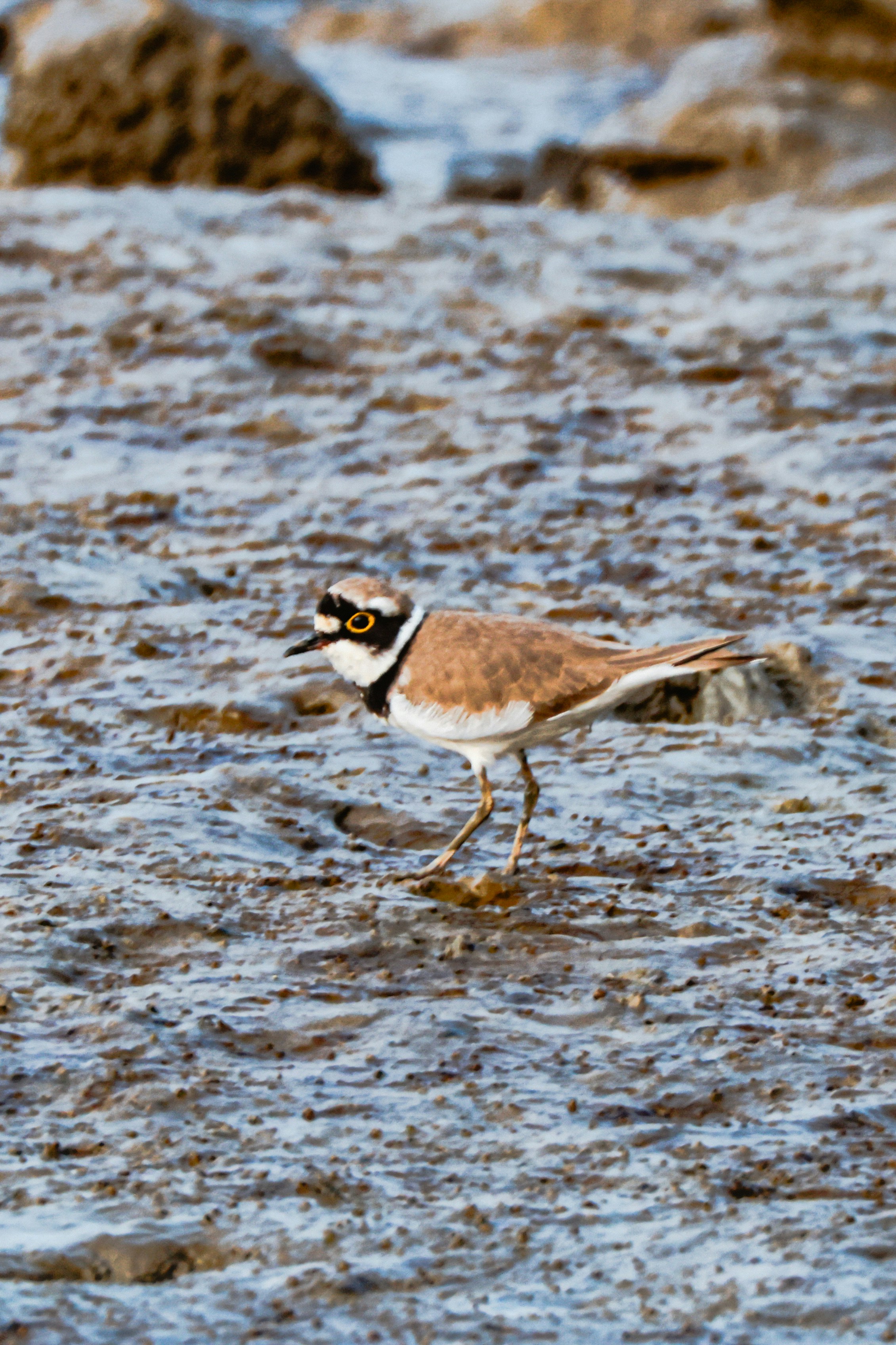 A small bird with distinctive markings walks on wet ground.