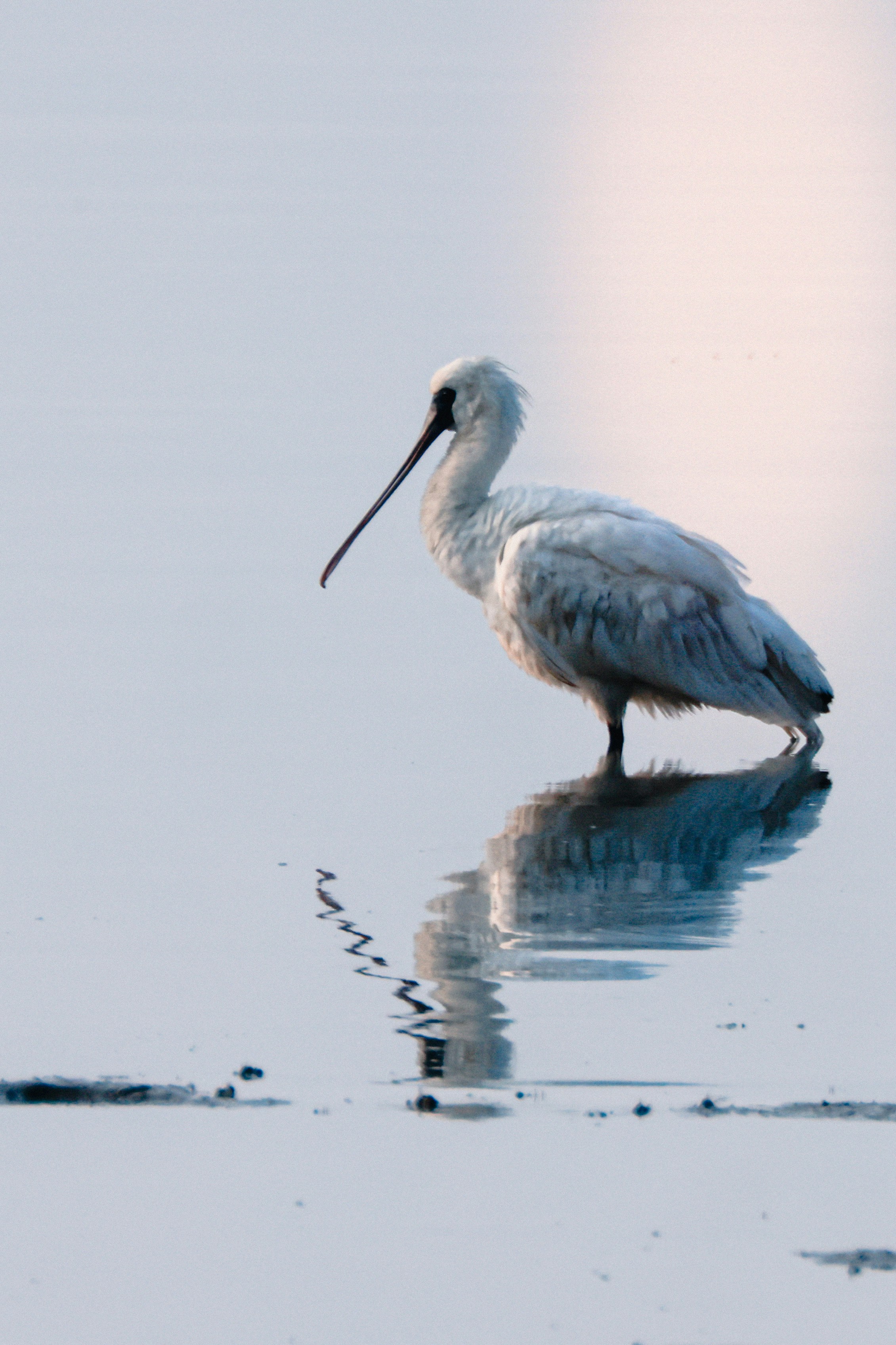 A white eurasian spoonbill bird stands in shallow water.