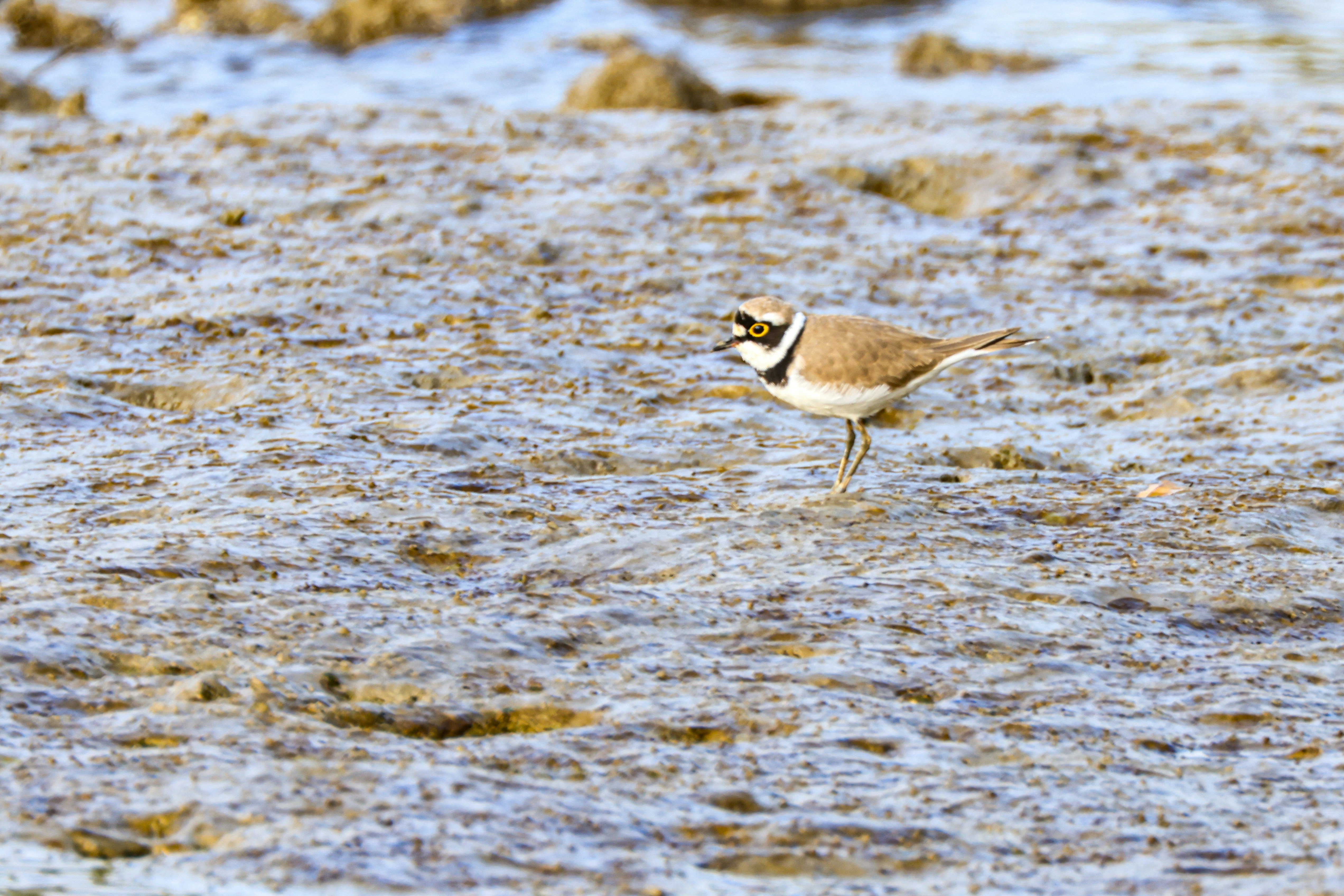 A small bird stands on wet, muddy ground.