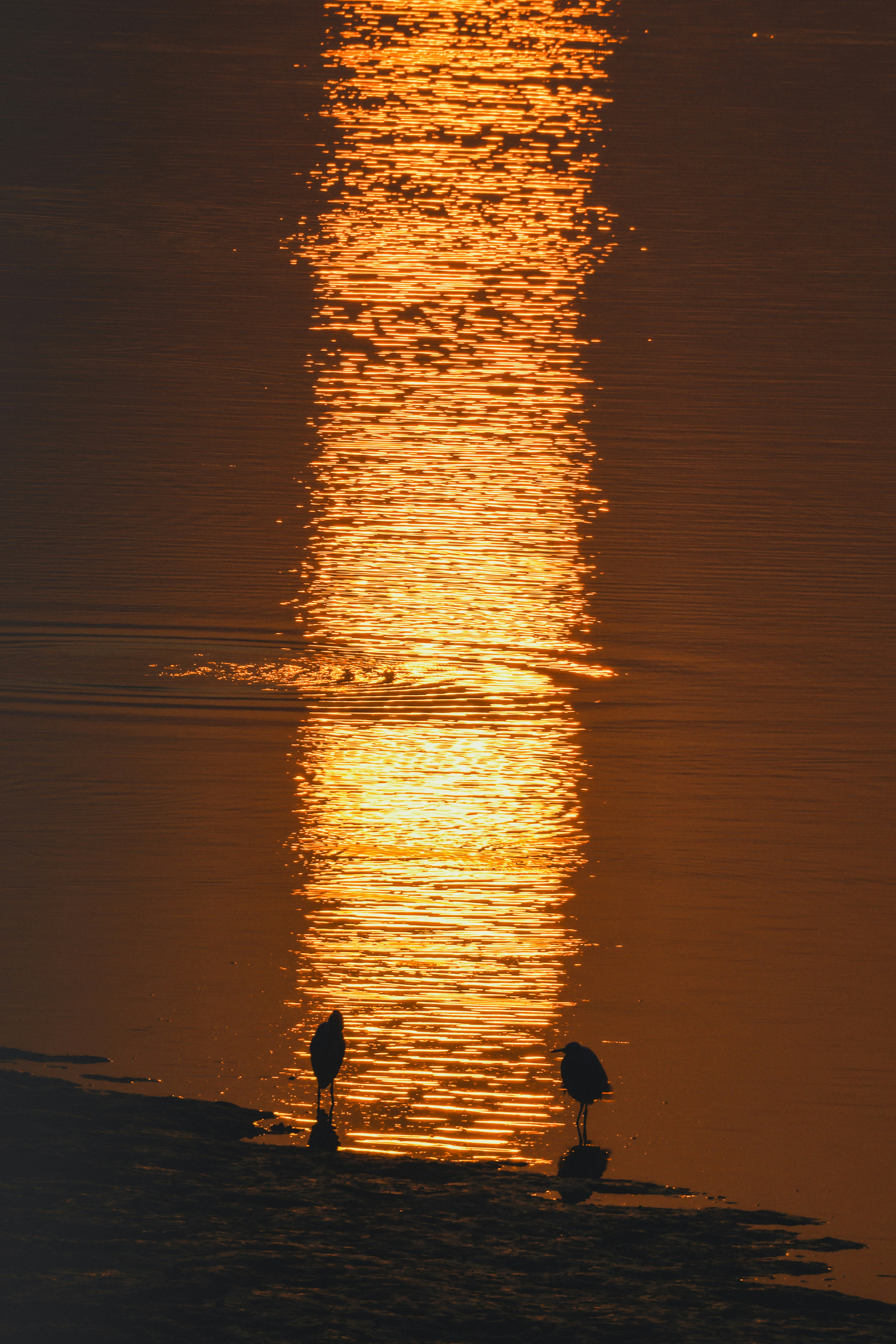 Two birds stand on a shore with sunset reflection.