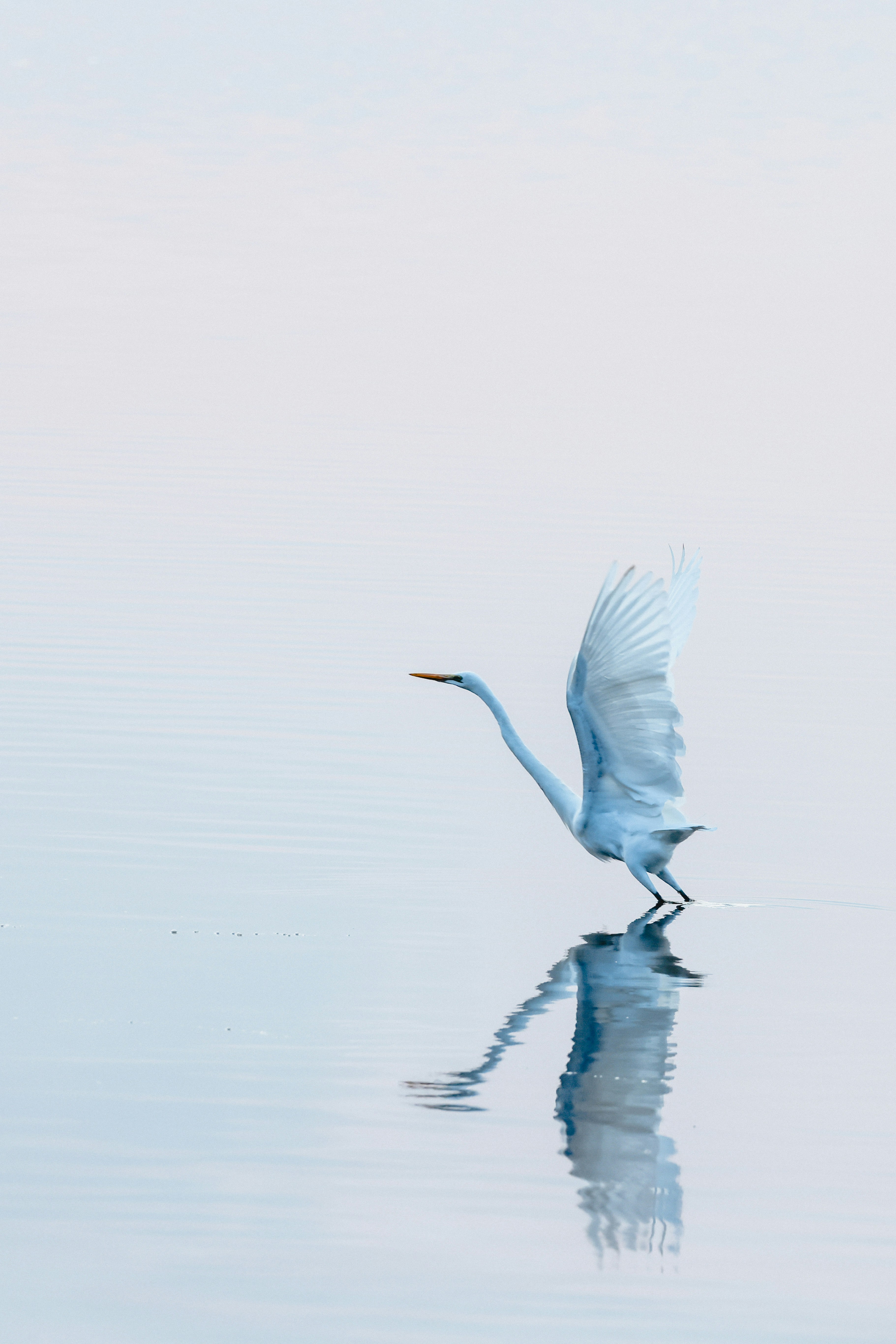 A white egret taking flight over calm water.