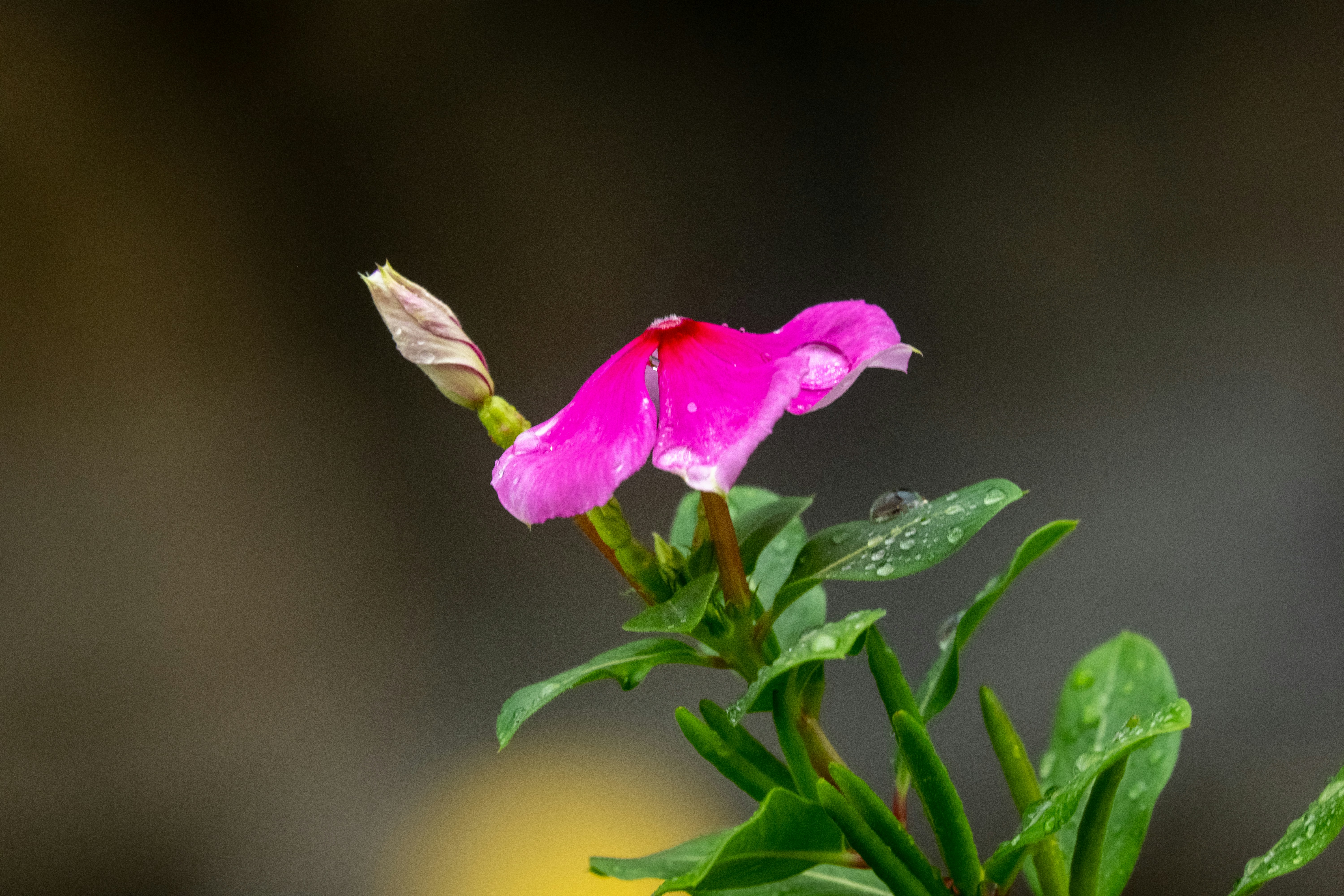 A single pink flower with water droplets.