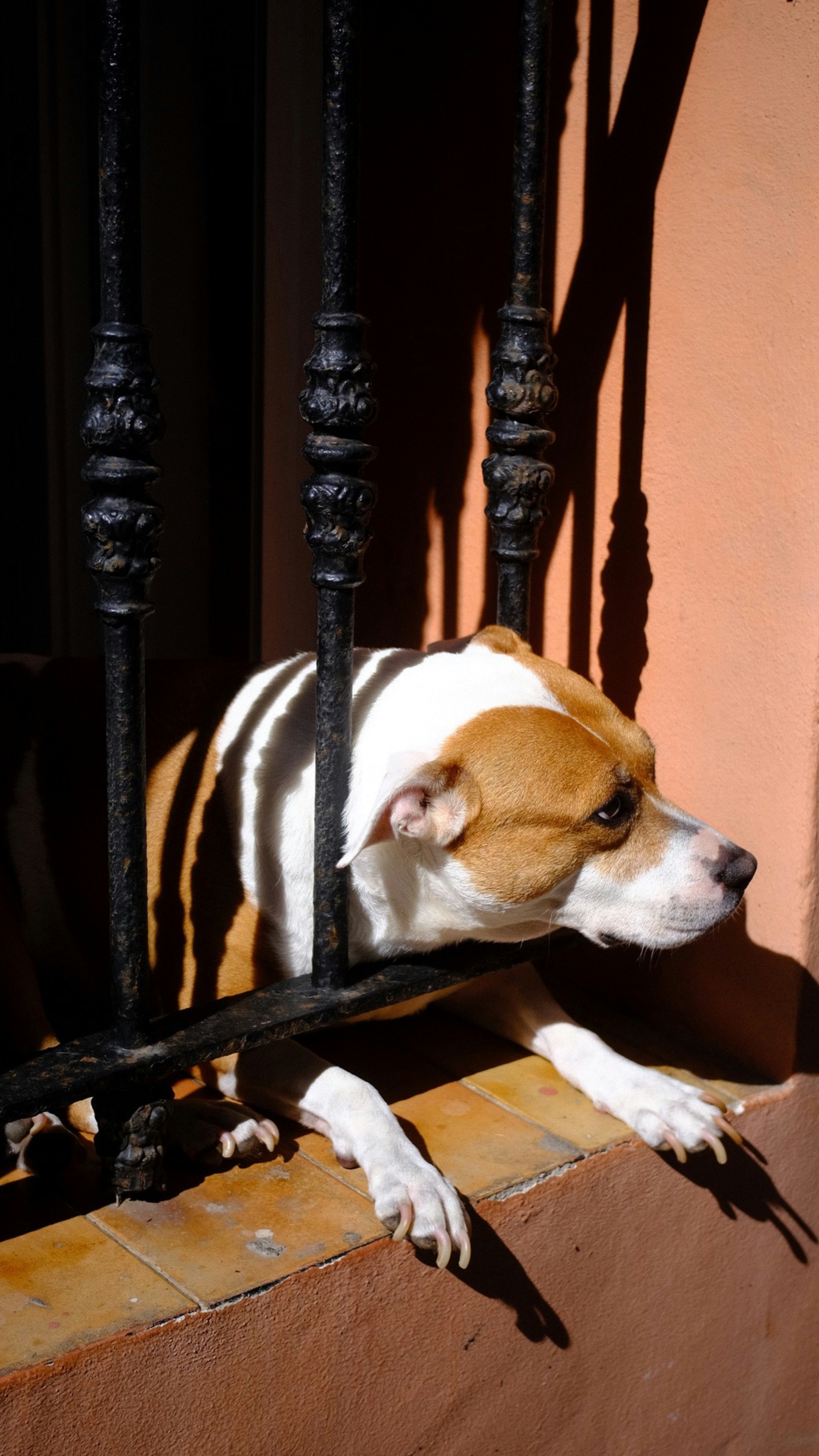 Dog looking out through a barred window