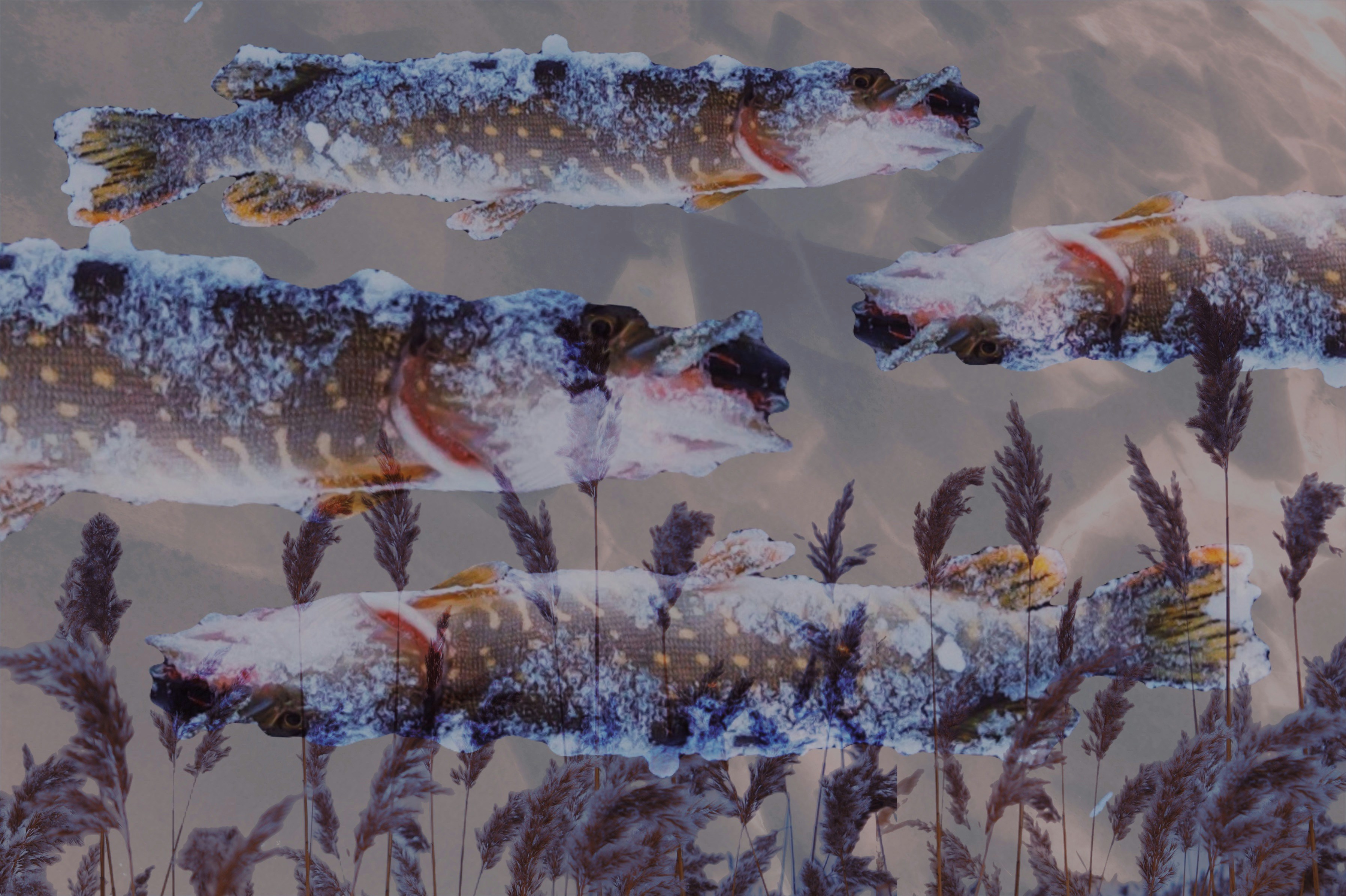 Cuatro peces nadan entre juncos en invierno.