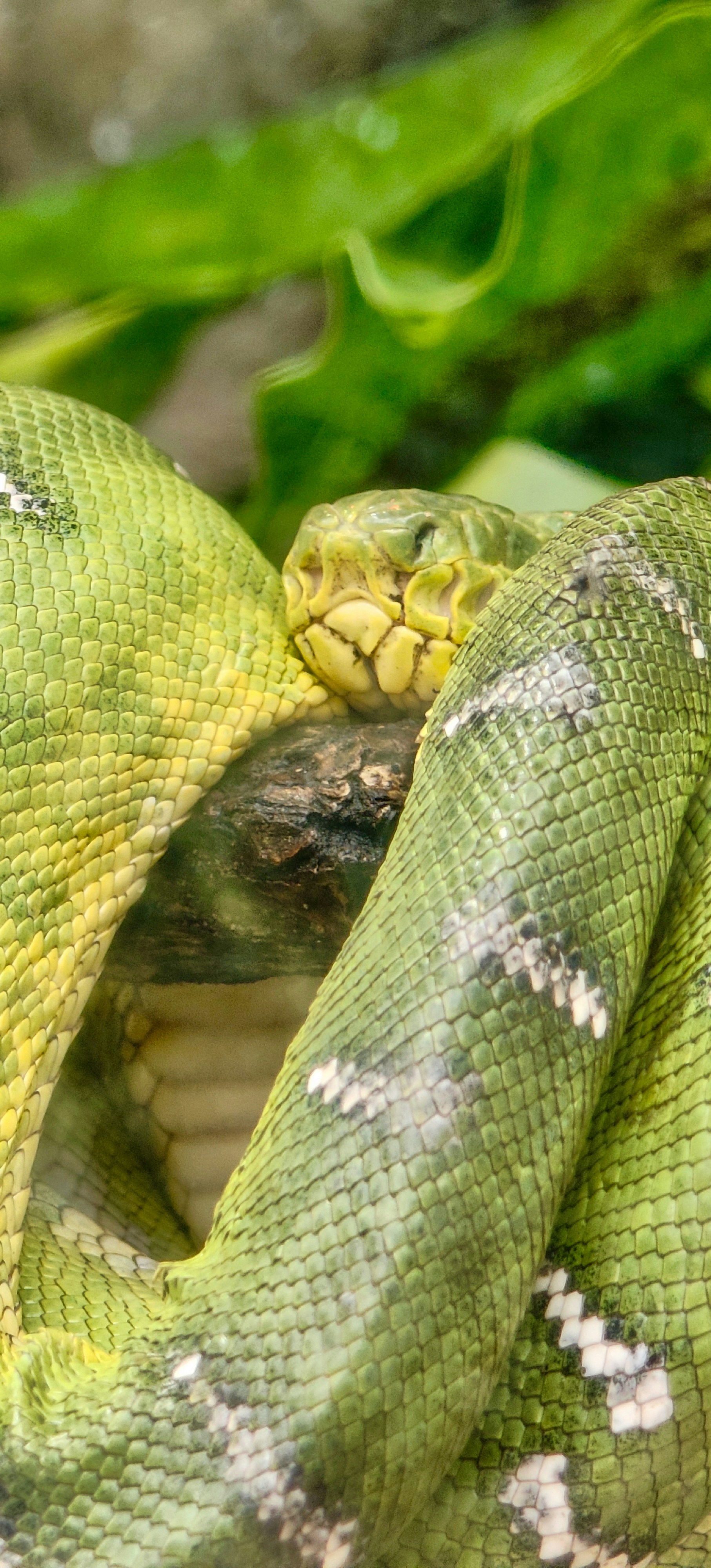 Swallowed by the Serpent, Dying with Sin