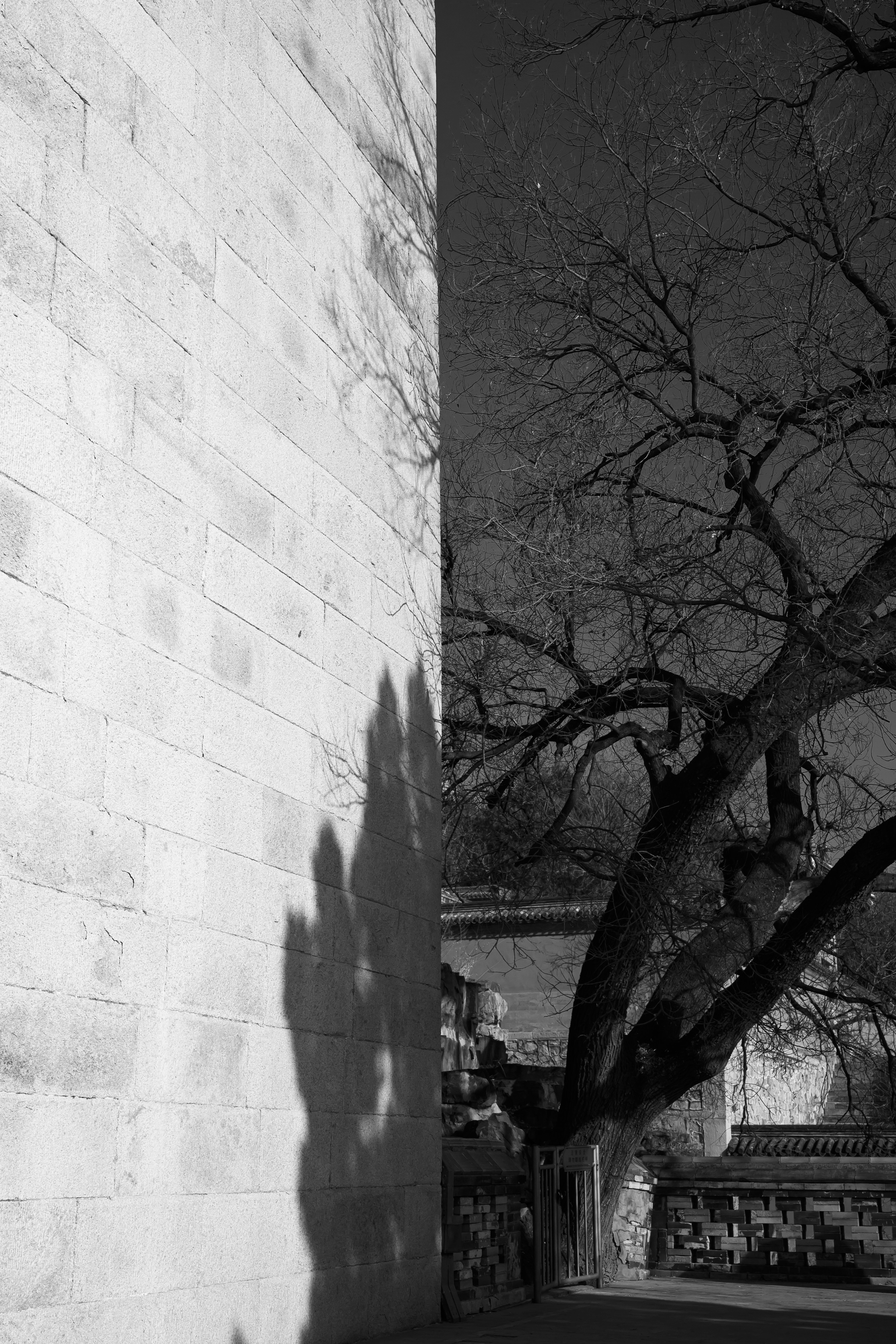 Bare tree branches cast shadows on a brick wall.