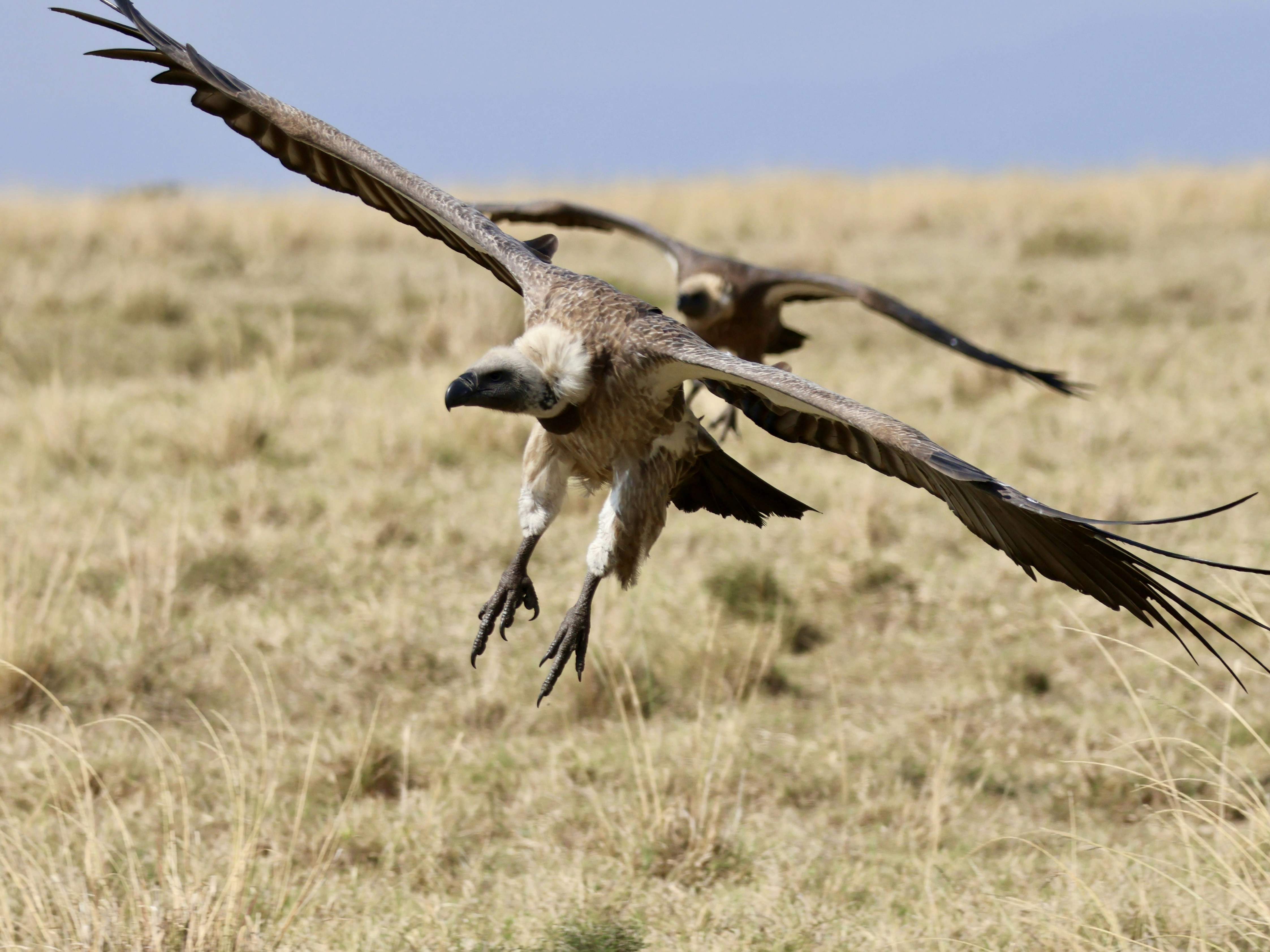 Two vultures flying low over dry grassland