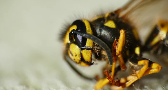 Close-up of a yellow and black wasp