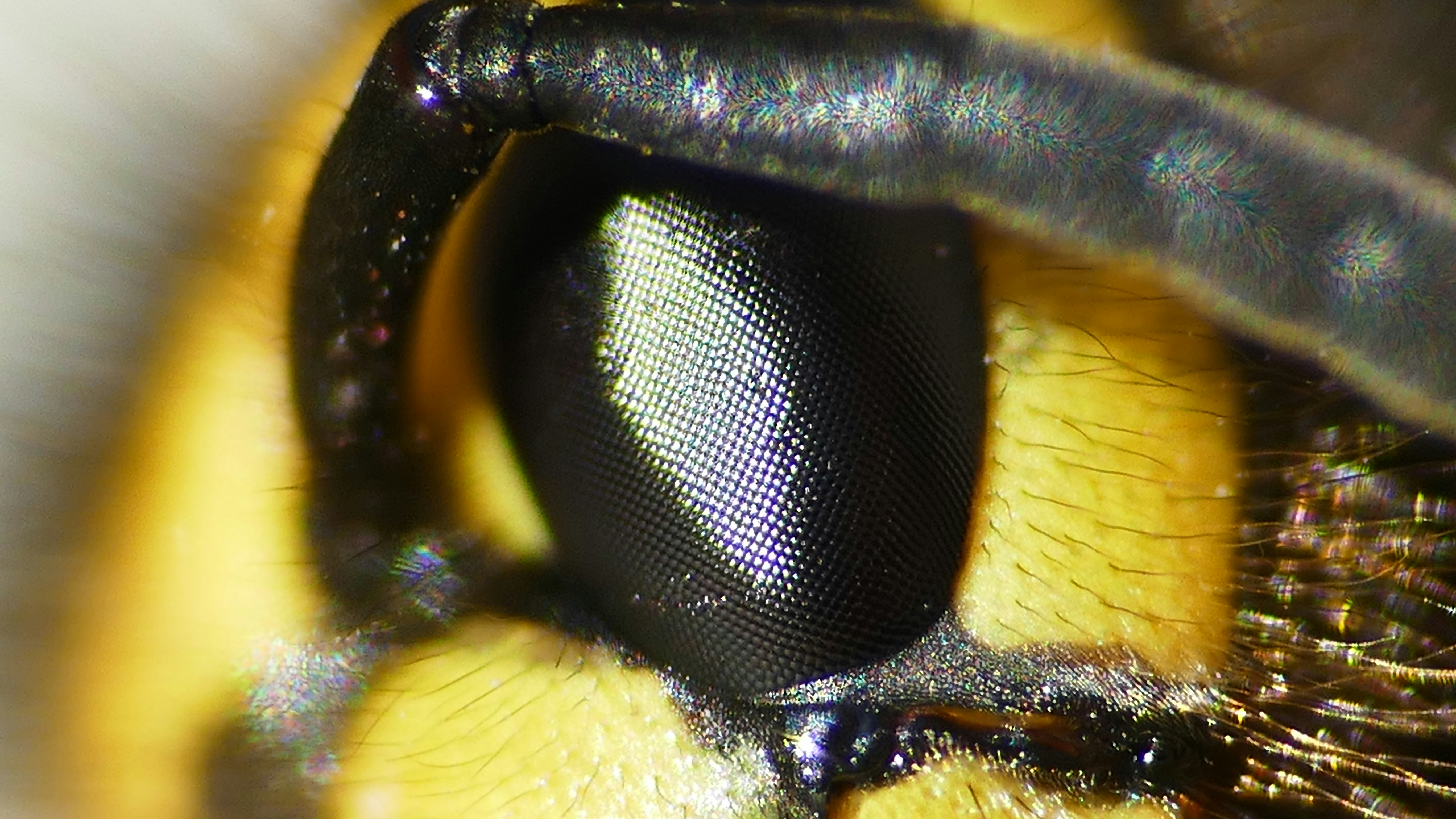 Extreme close-up of a wasp's compound eye