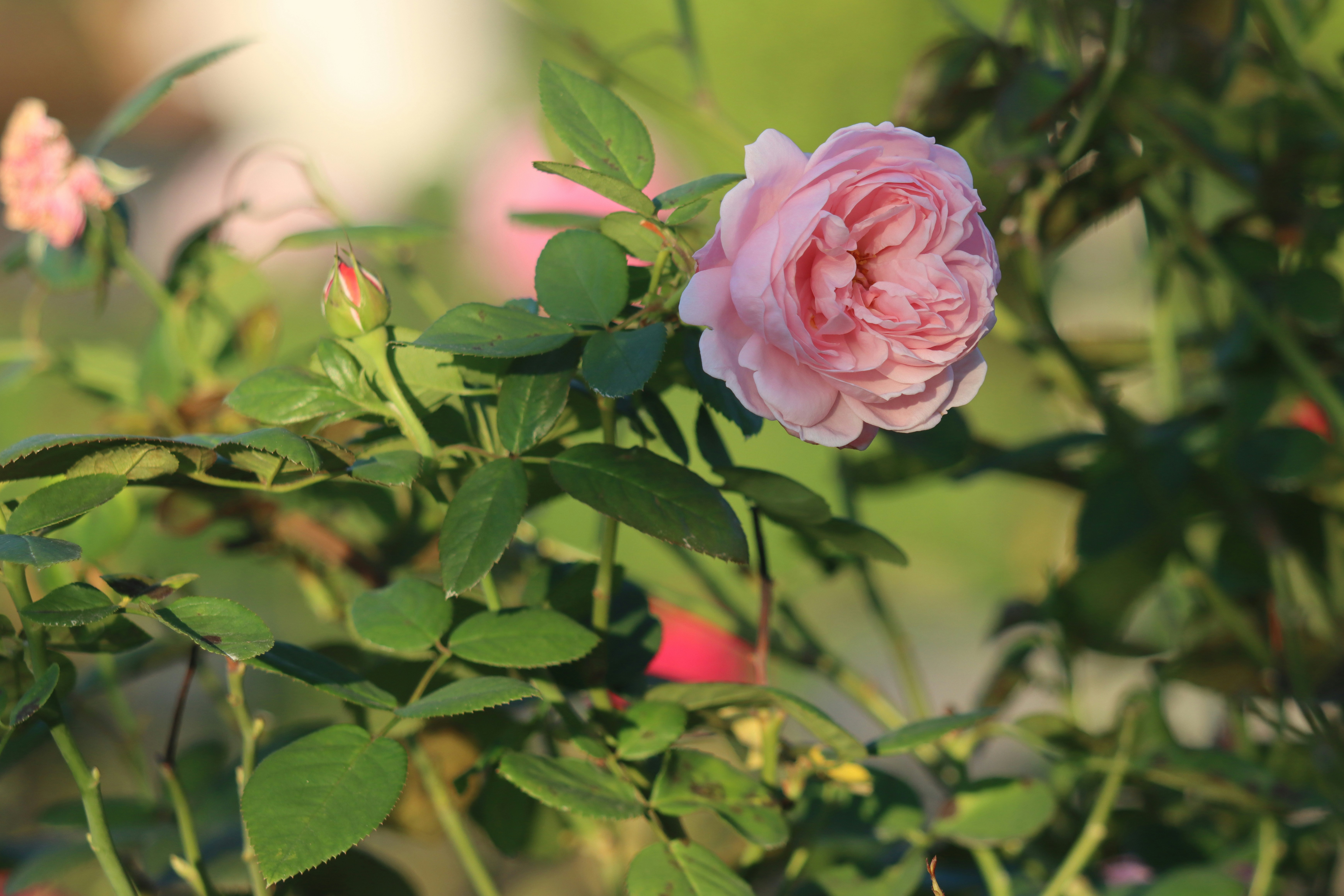 Photo by stefanohuang