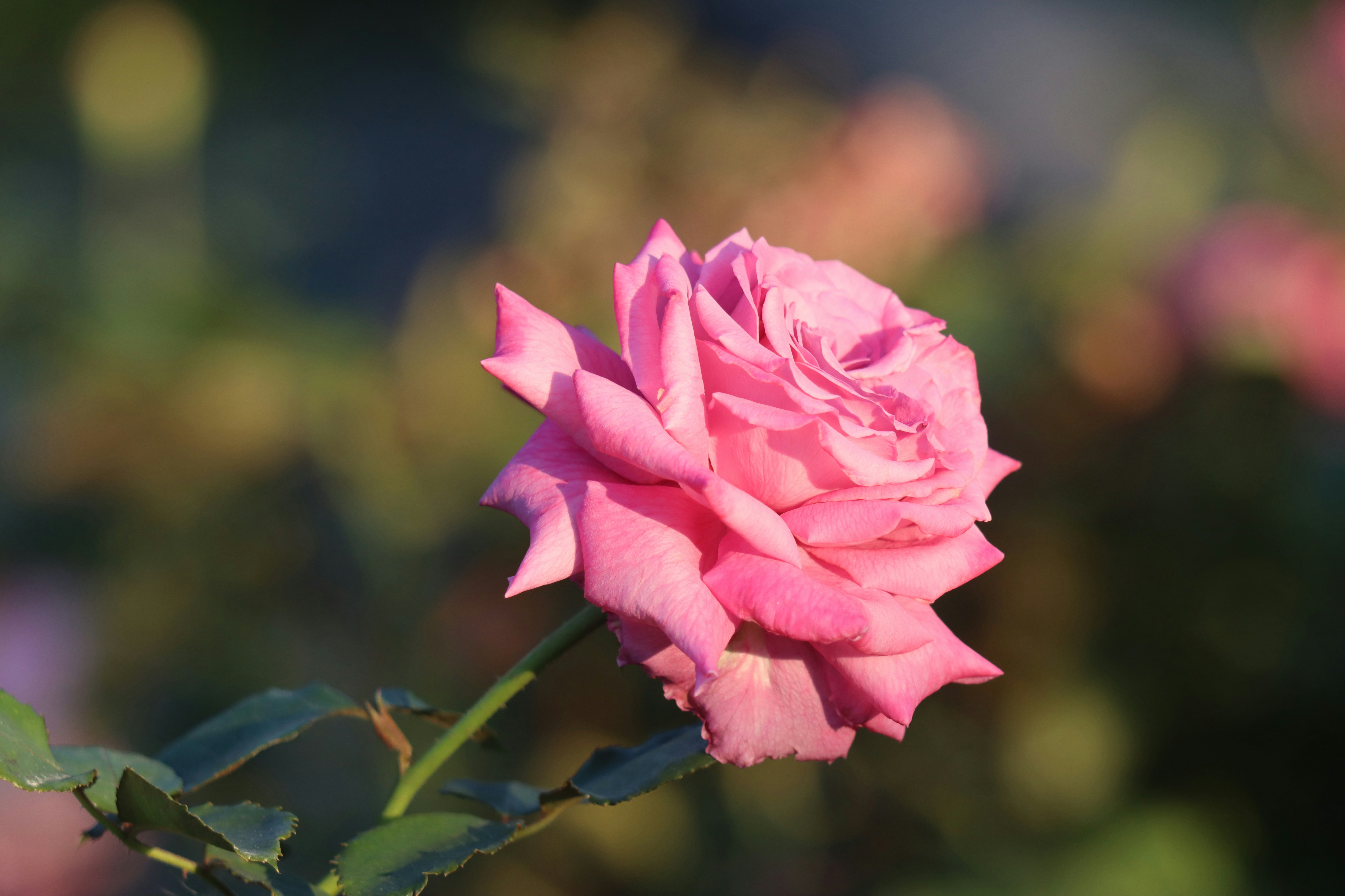 Photo by stefanohuang