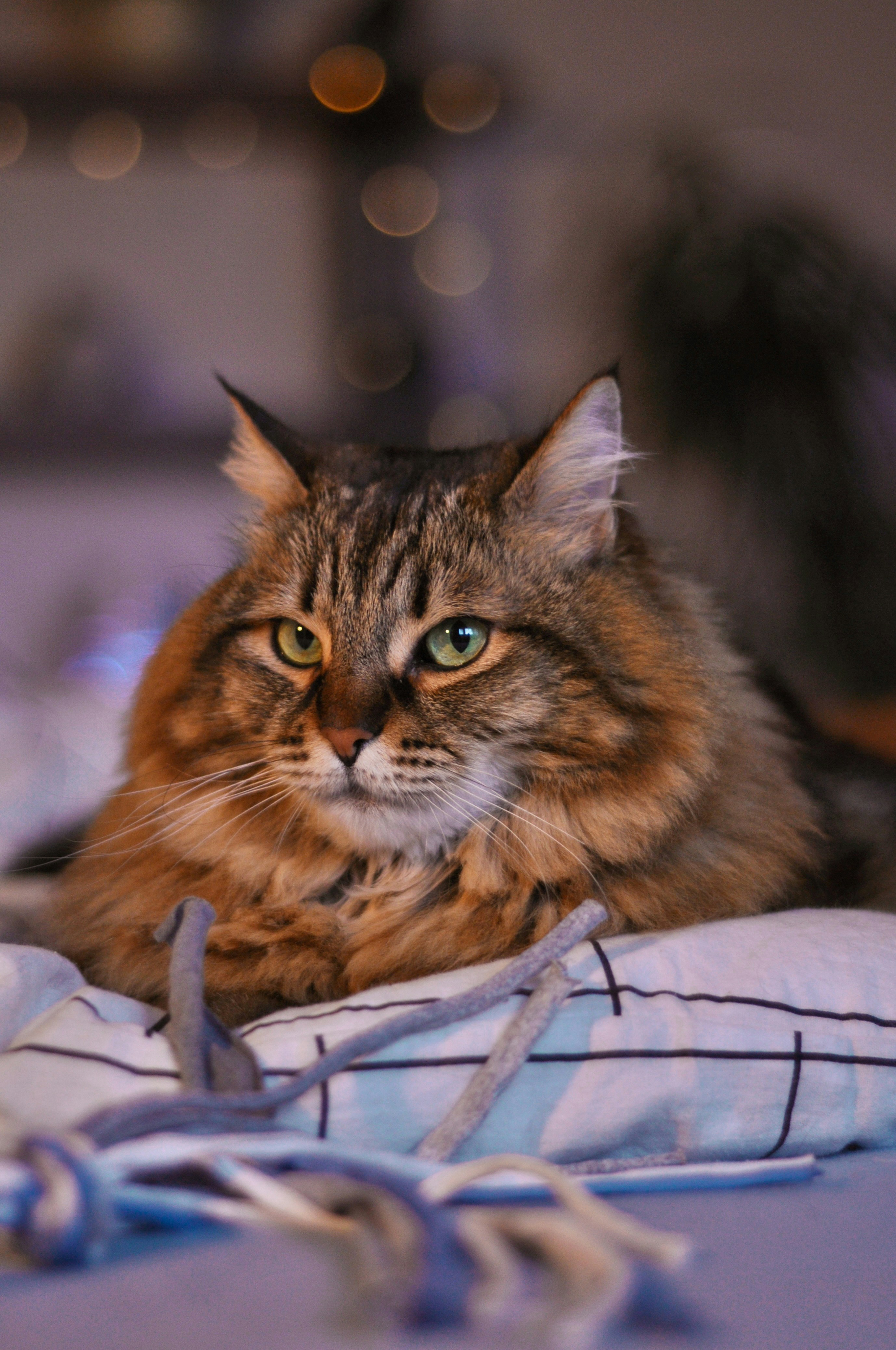 Photo by gorchinska88