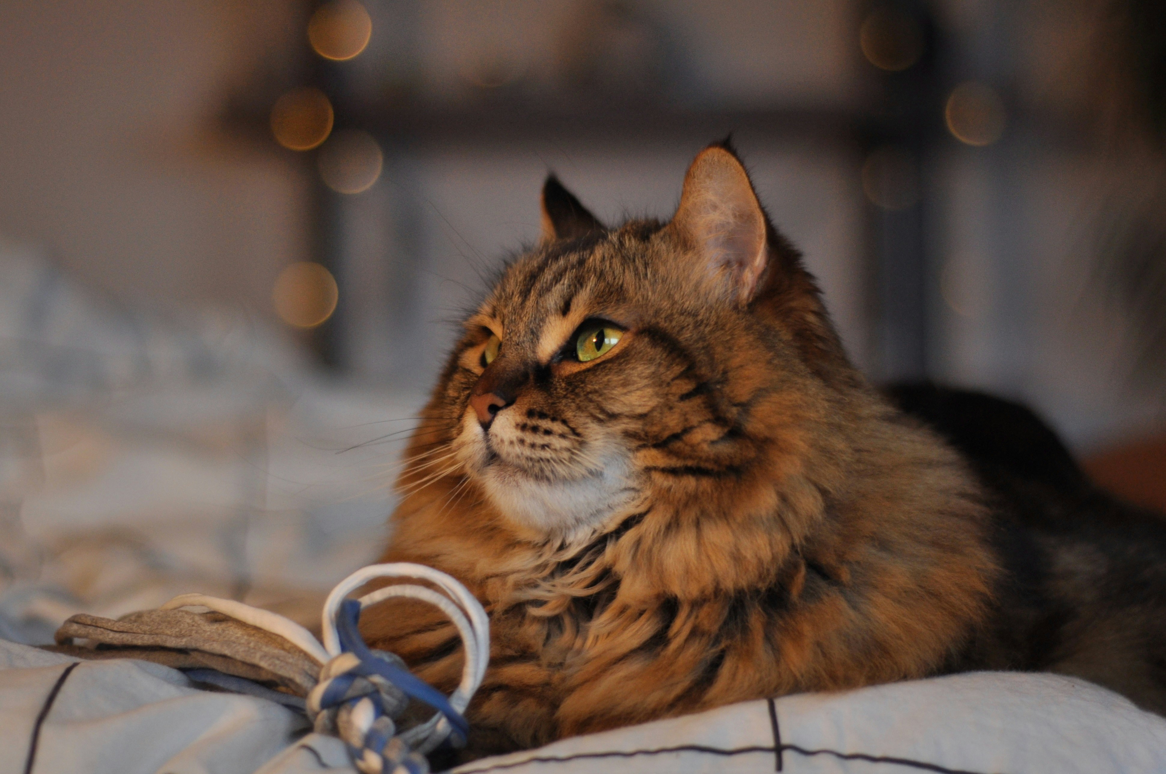A fluffy tabby cat rests on a patterned blanket.
