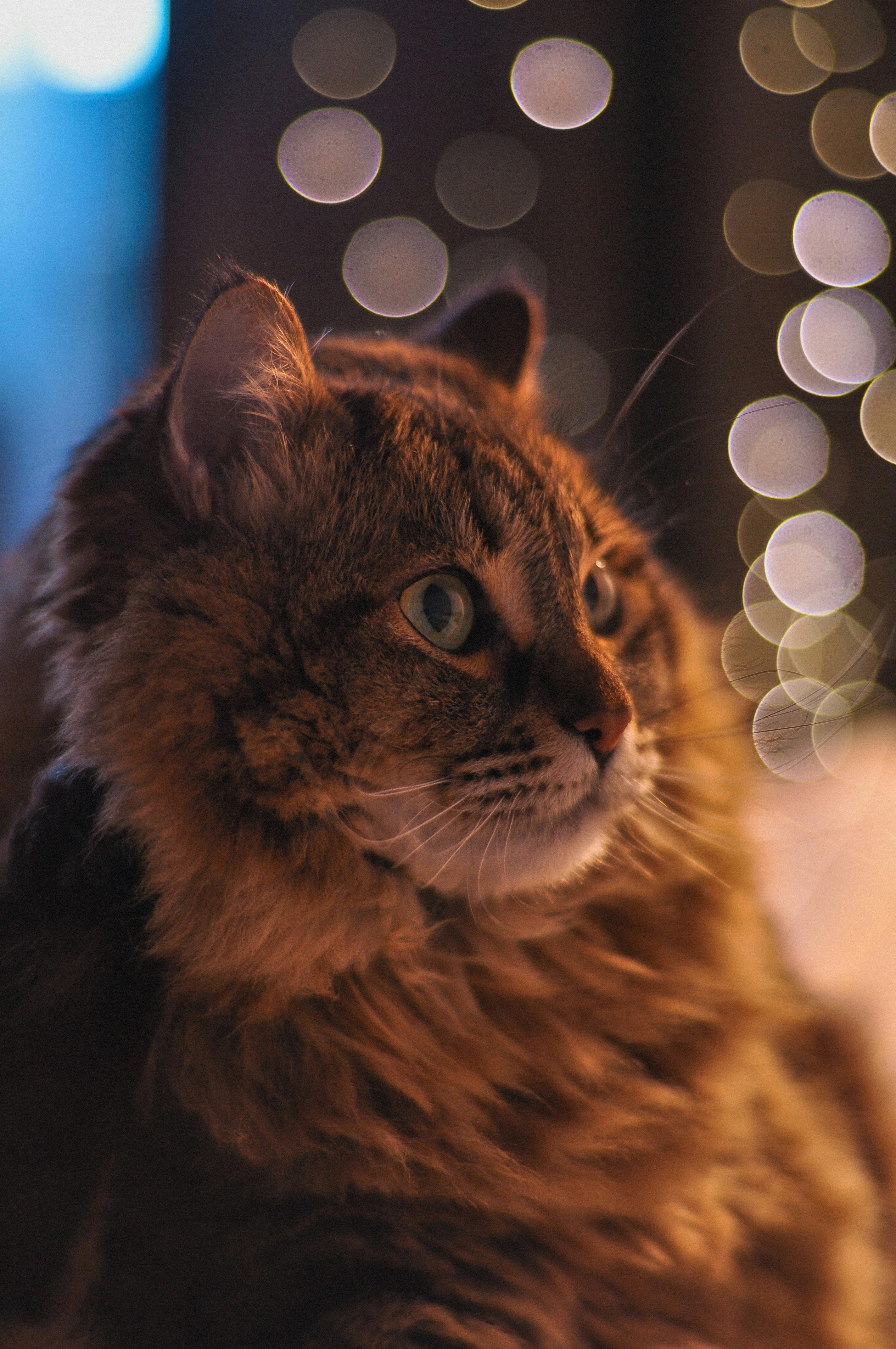 A fluffy cat with green eyes looks to the side.