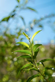 Green leaves of a plant against a blue sky