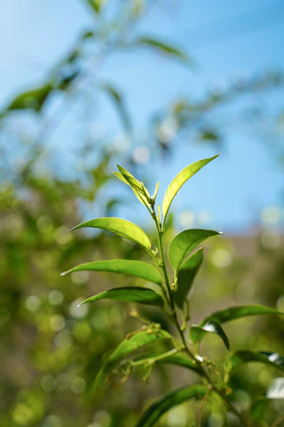 Green leaves of a plant against a blue sky