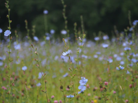 Field of delicate blue wildflowers in soft focus