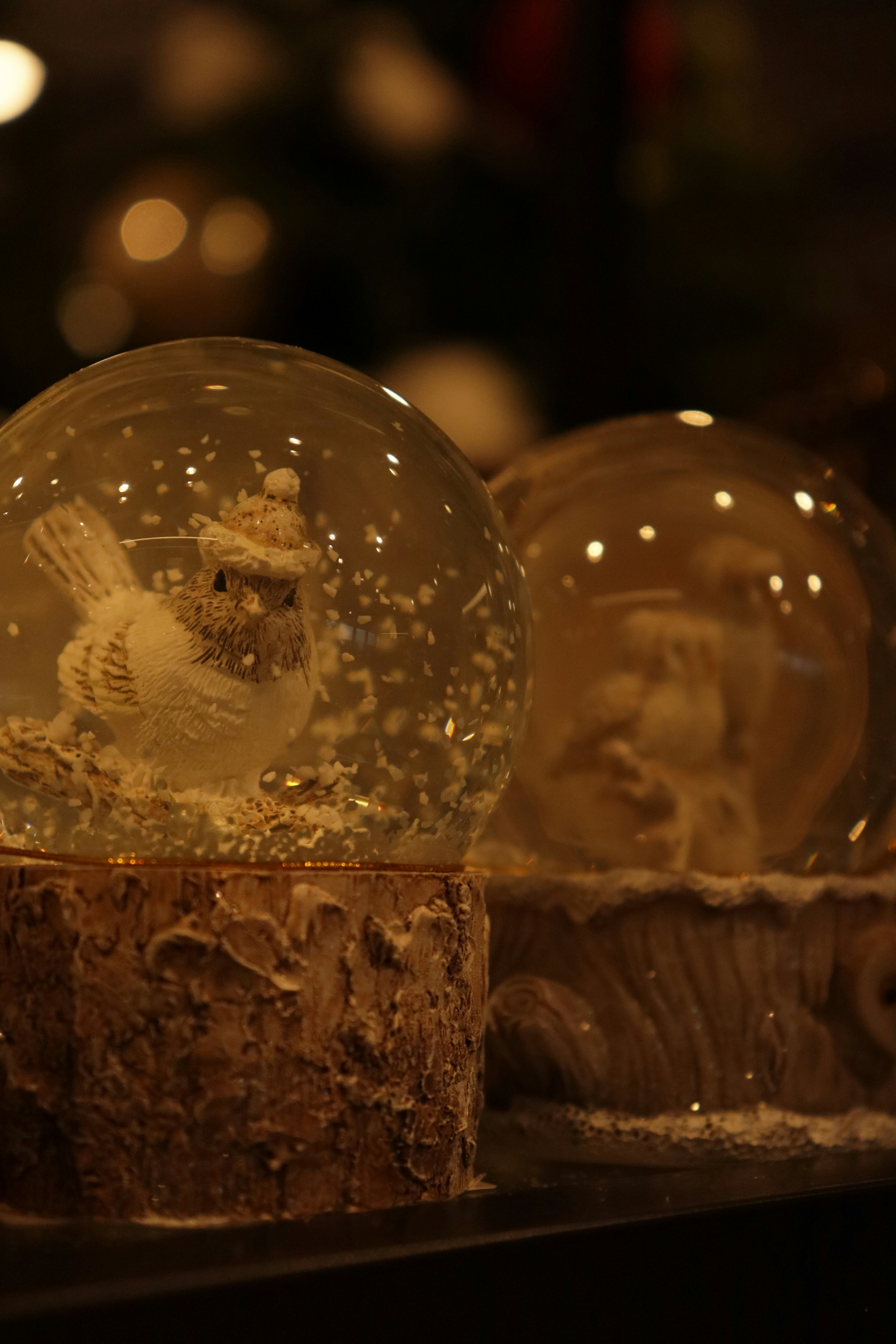 Photo by bored_mongoose