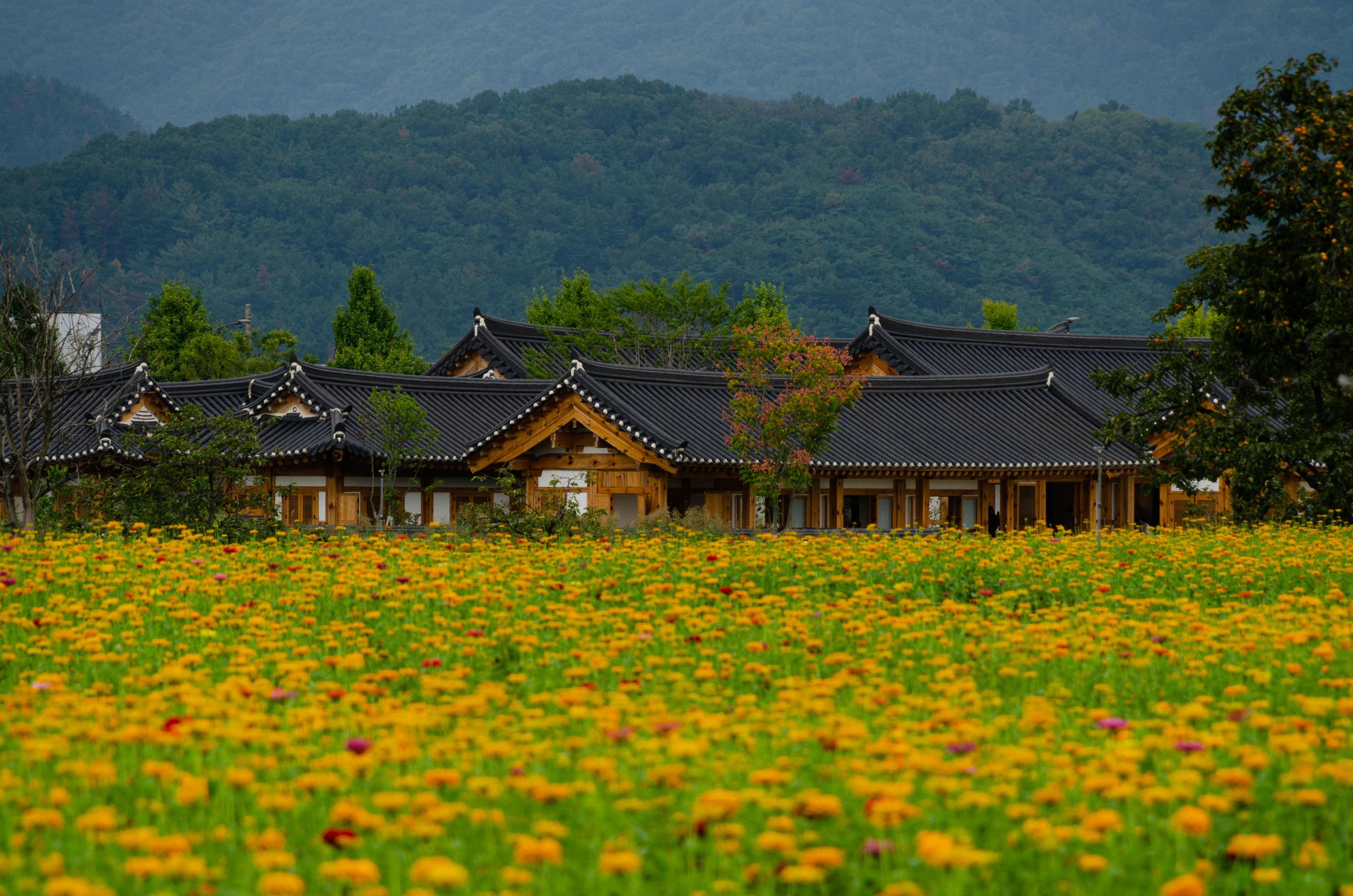 Field of yellow flowers with traditional buildings behind.